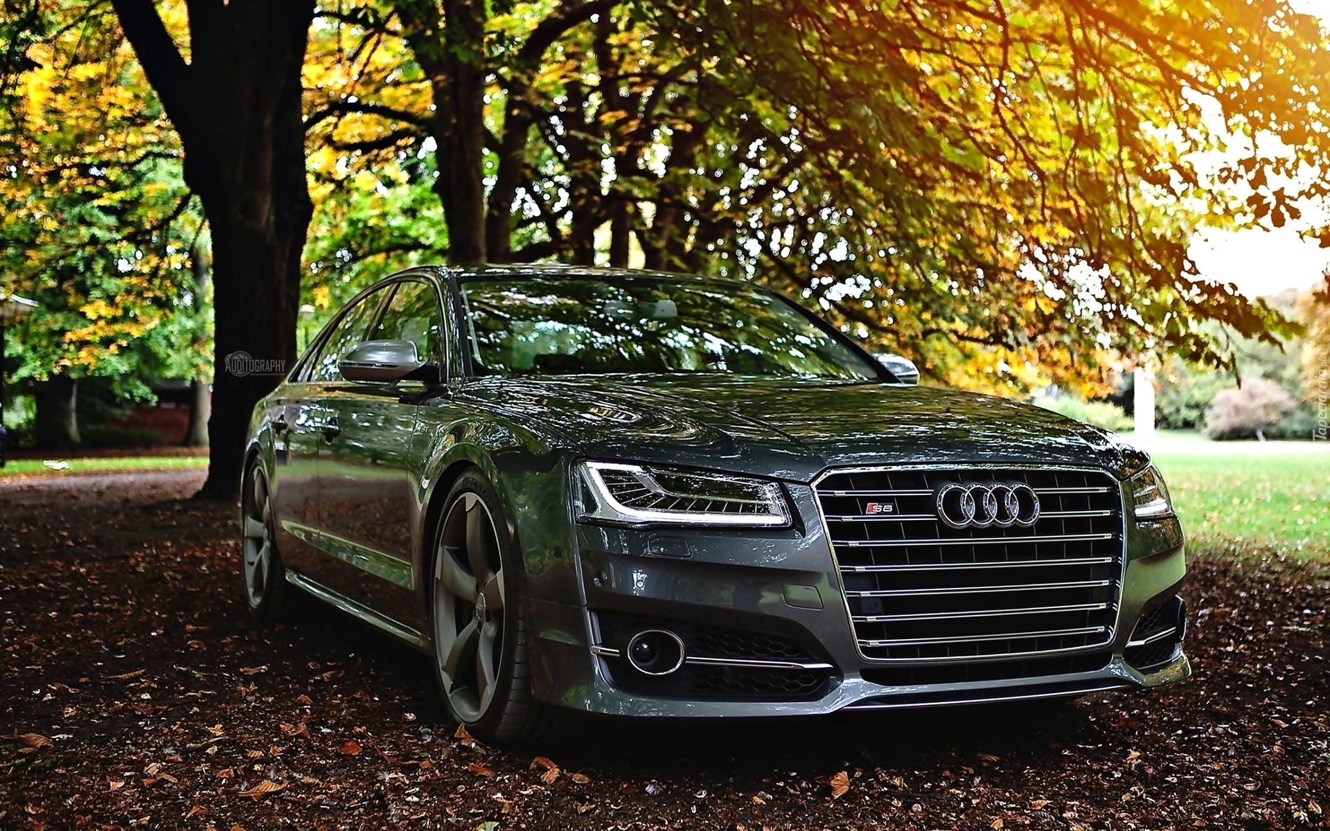 Samochód, Audi, Jesień