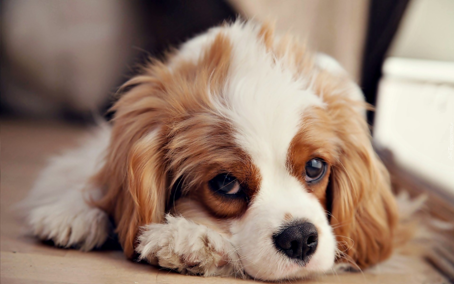 Leżący, Pies, Cavalier King Charles Spaniel