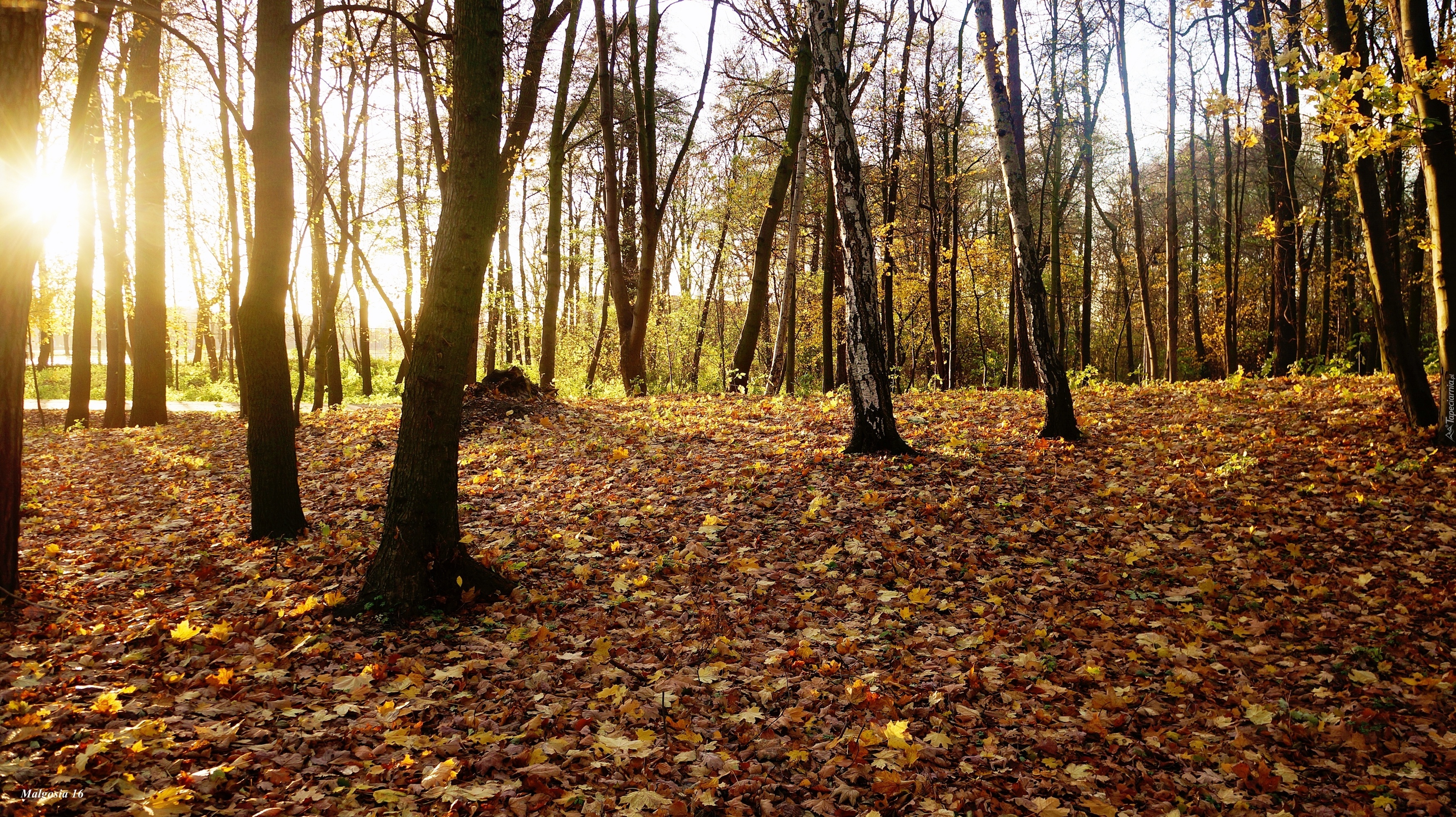 Park, Drzewa, Jesień, Przebijające Światło