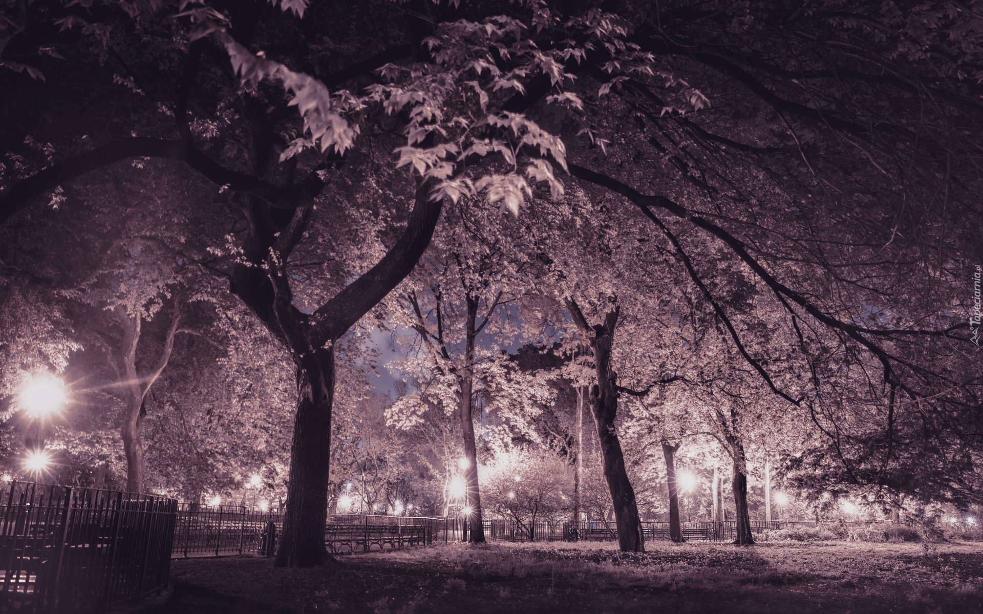 Park, Noc, Drzewa