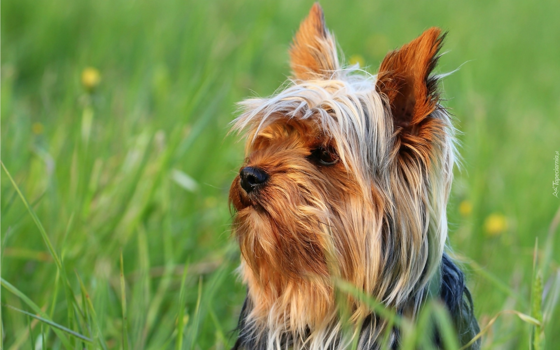 Zapatrzony, Yorkshire, Terrier, Łąka, Trawa