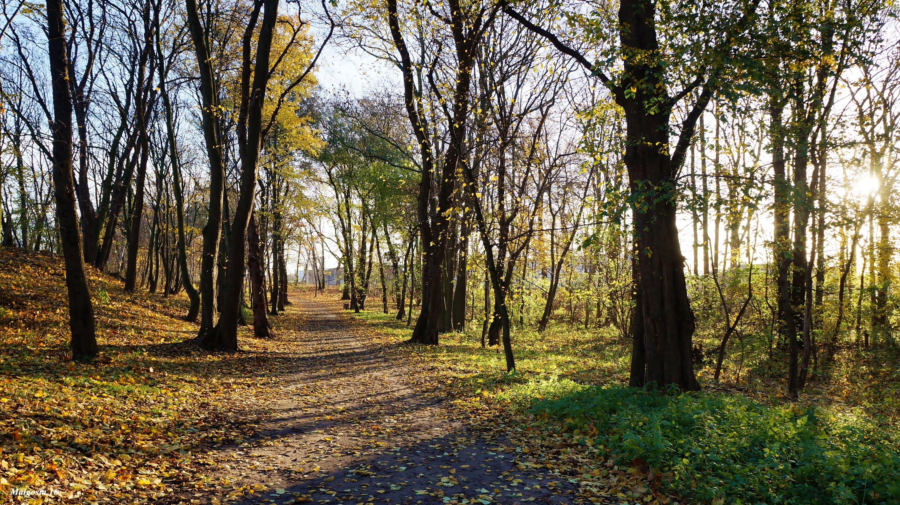 Park, Droga, Drzewa, Jesień, Przebijające Światło