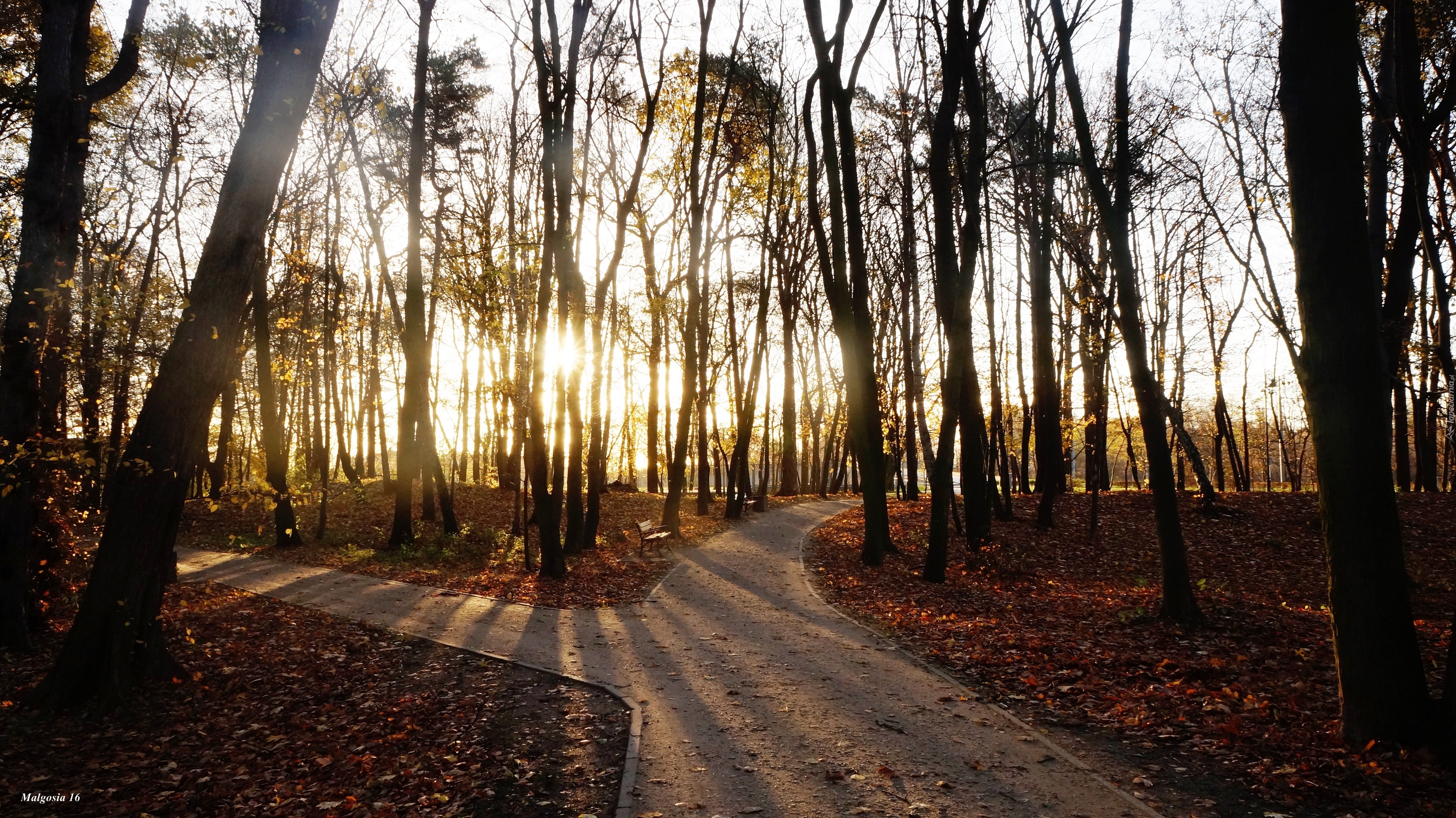 Park, Alejki, Drzewa, Jesień, Przebijające Światło