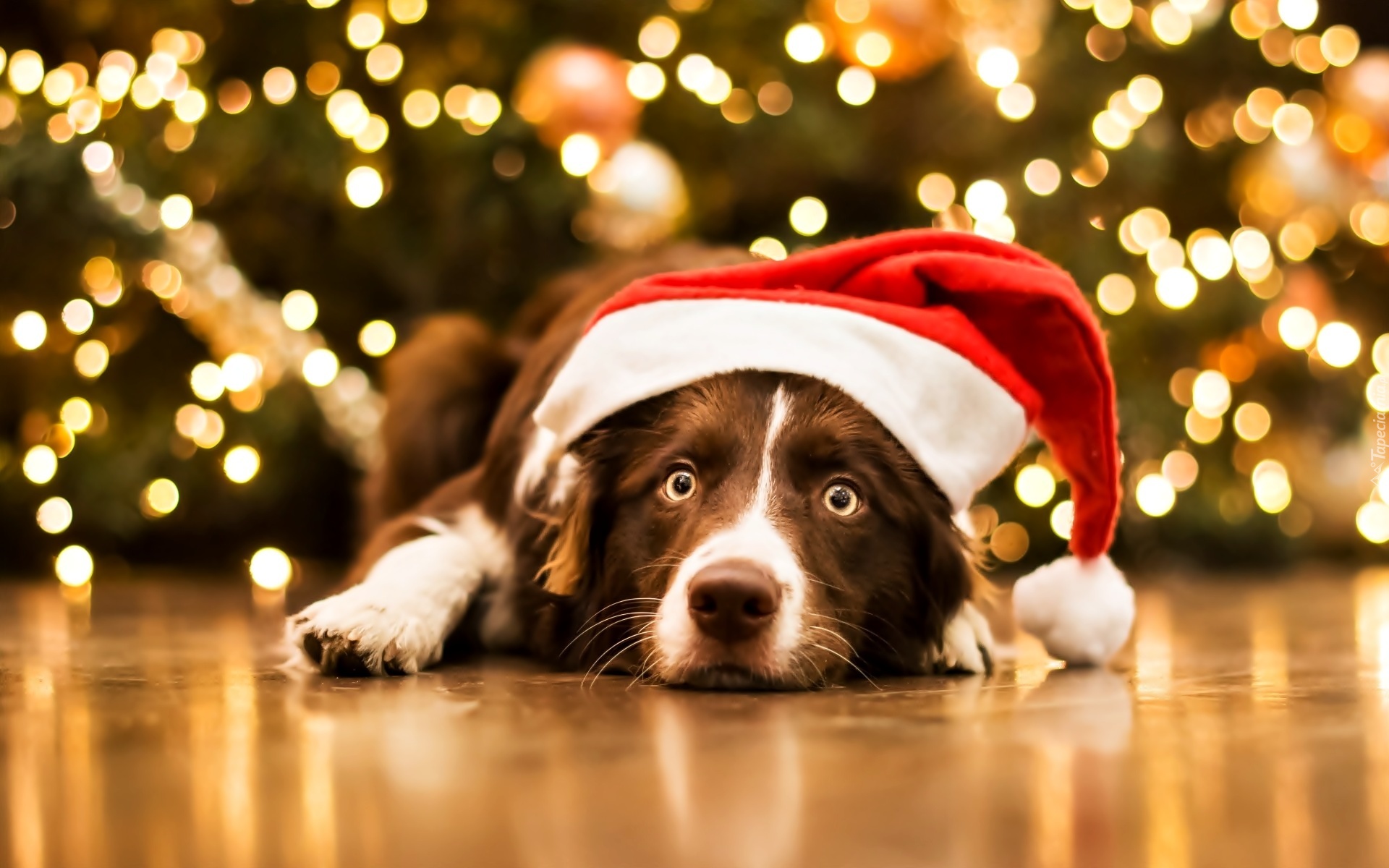 Leżący, Pies, Border collie, Czapka, Mikołaja