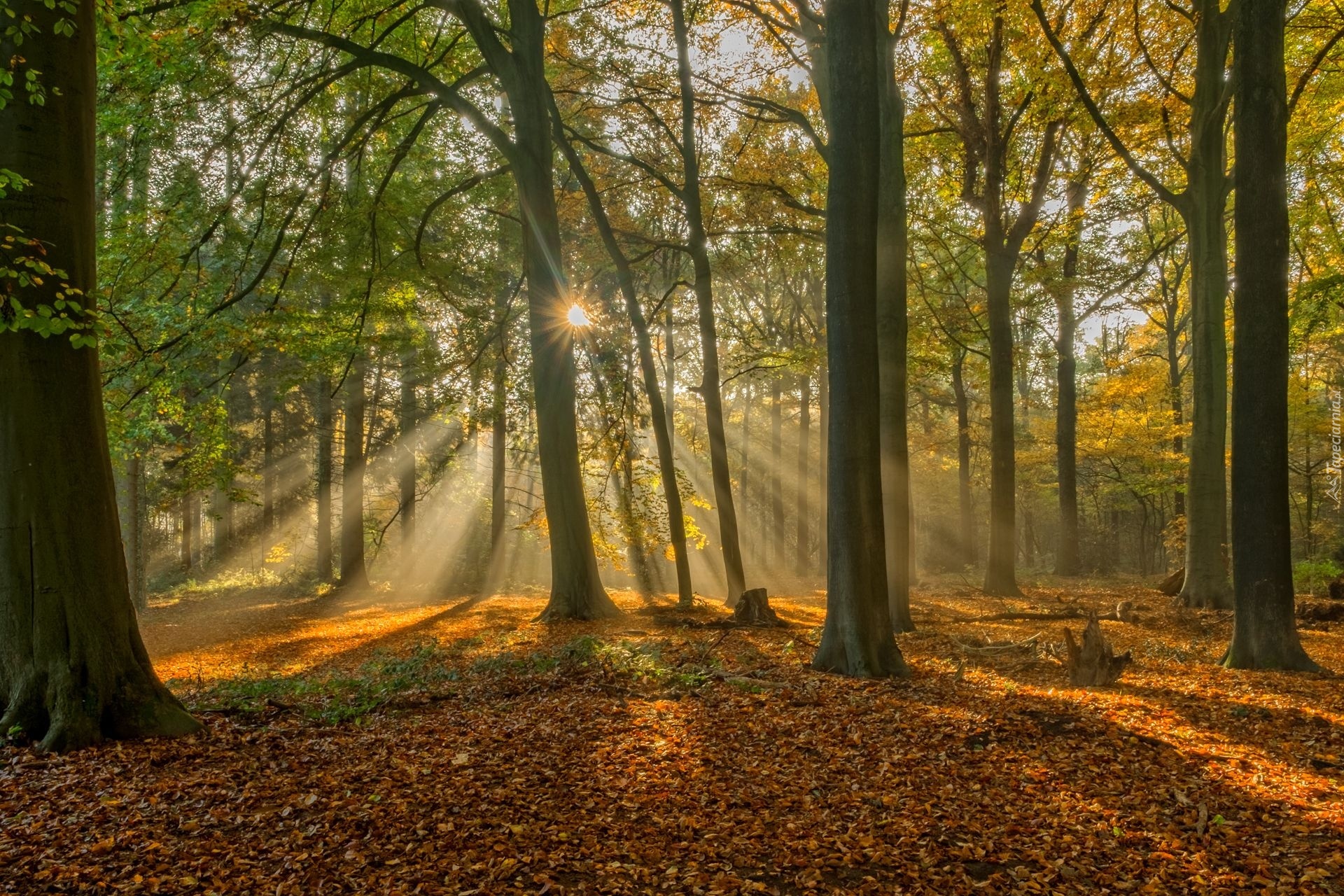 Las, Promienie słońca