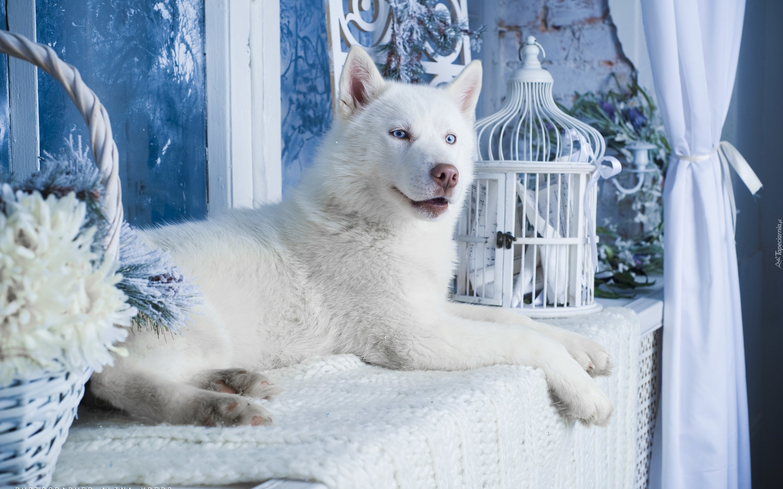 Biały, Siberian, Husky, Pies