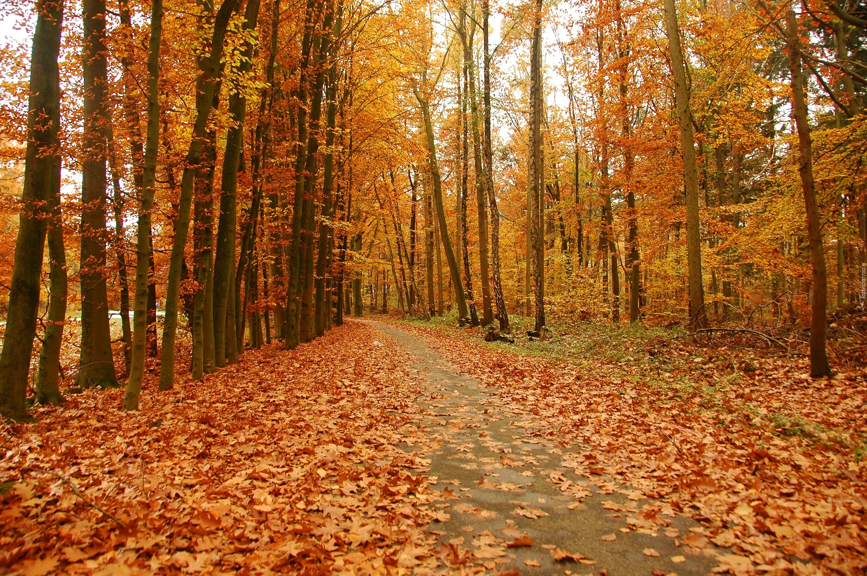 Jesień, Droga, Park, Jesienne, Liście