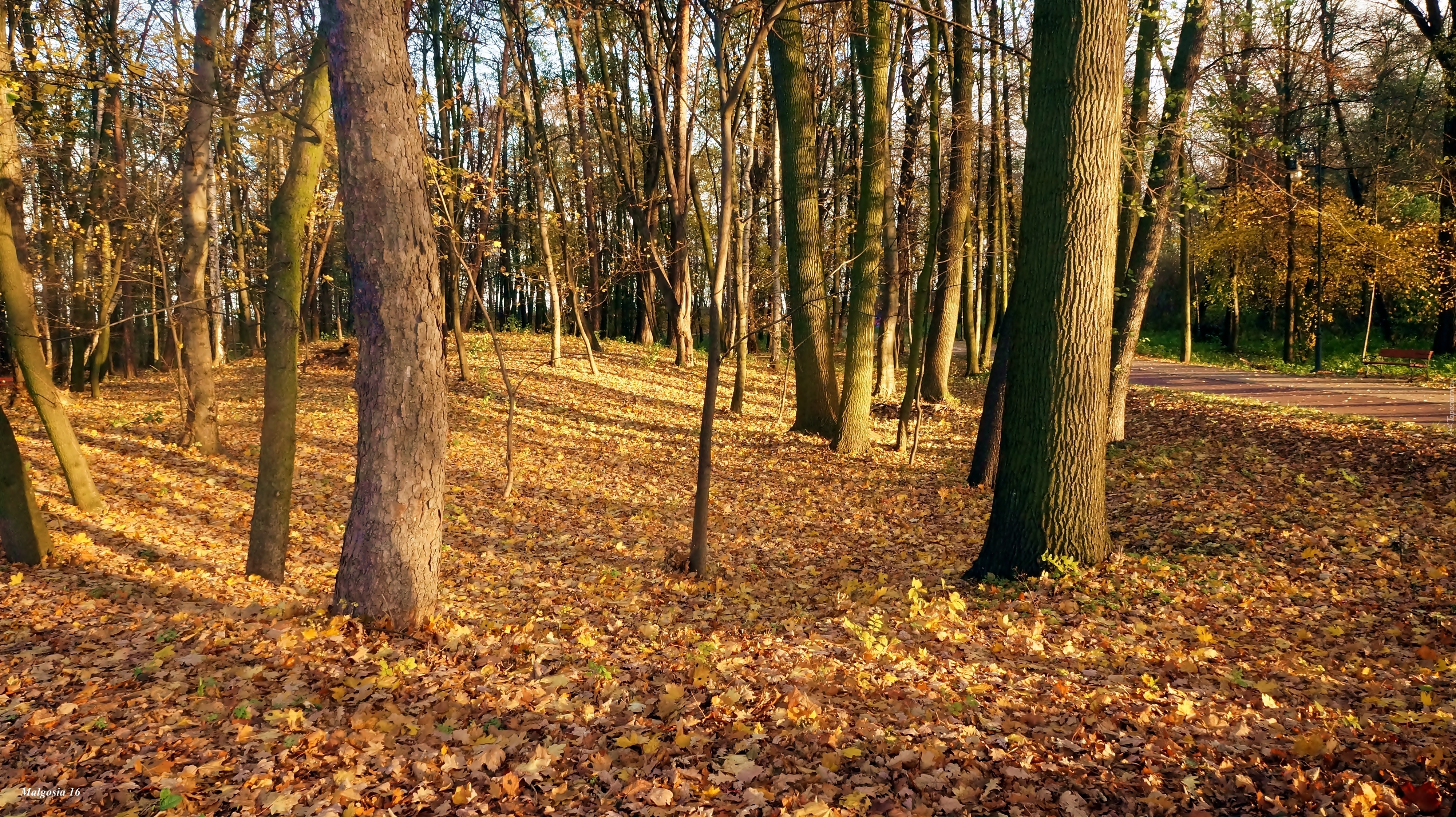 Park, Drzewa, Jesień