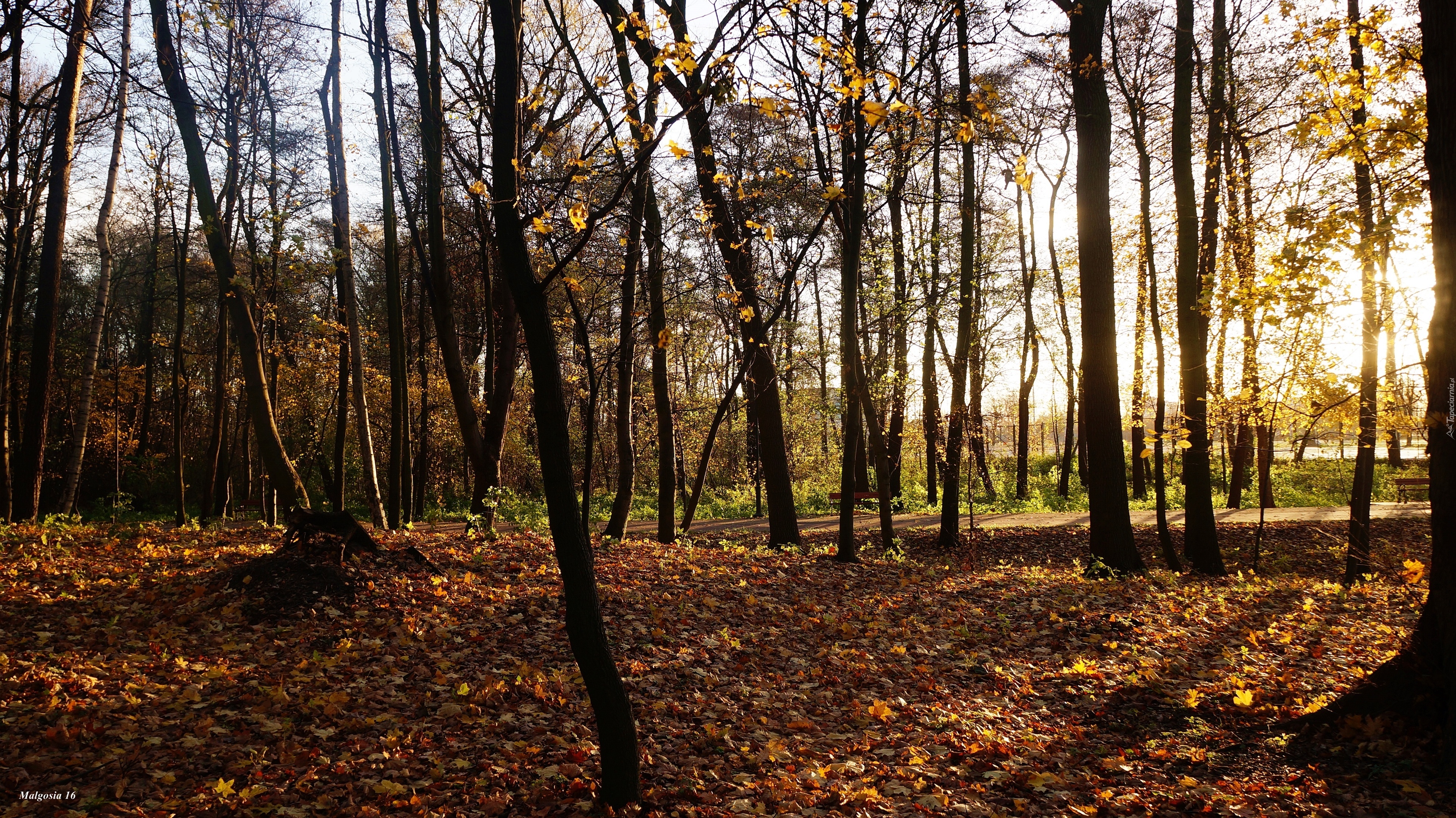 Park, Drzewa, Jesień, Przebijające Światło