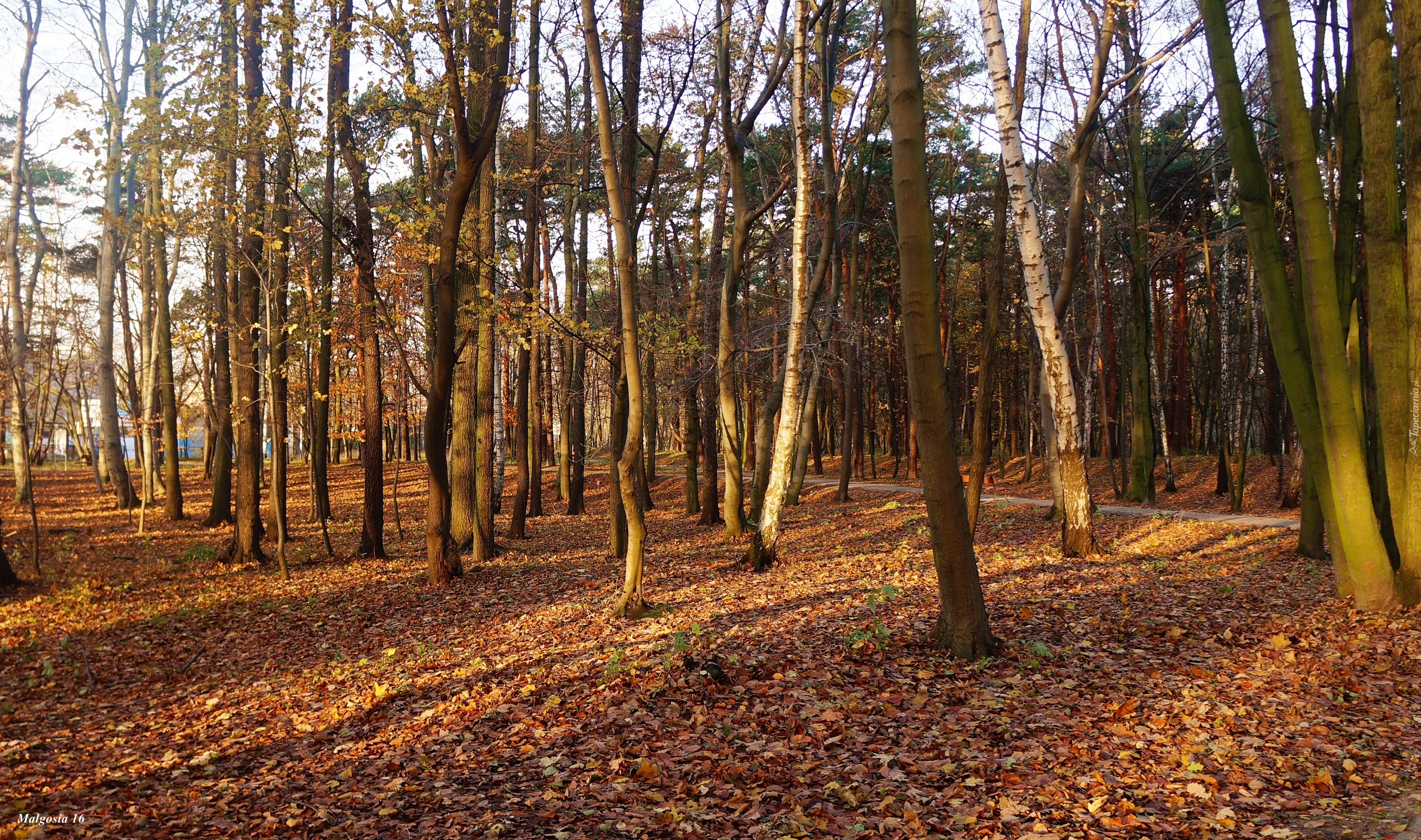 Park, Drzewa, Jesień