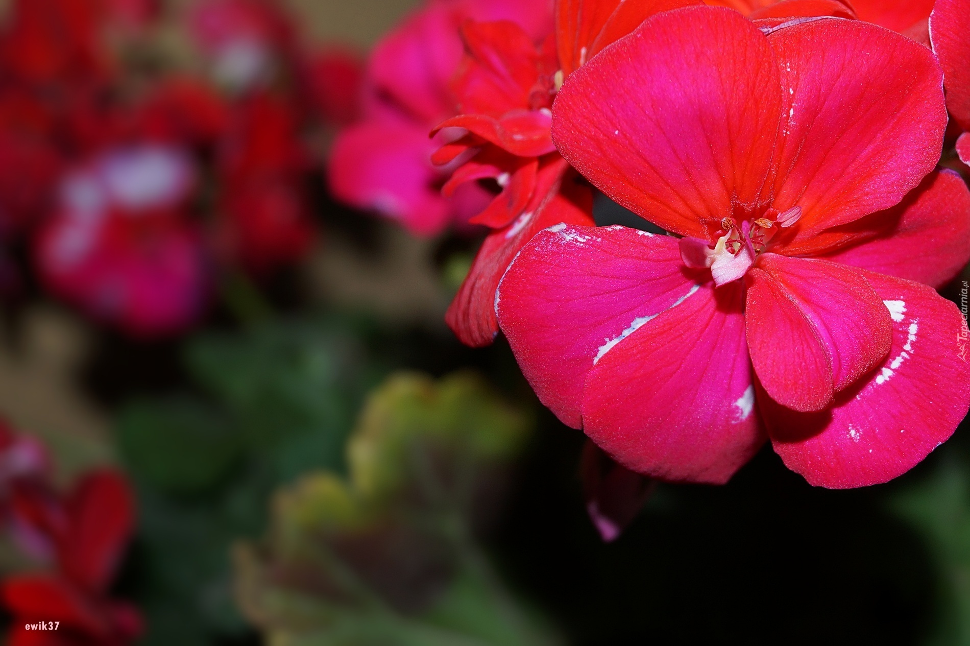 Pelargonia, Czerwona, Makro