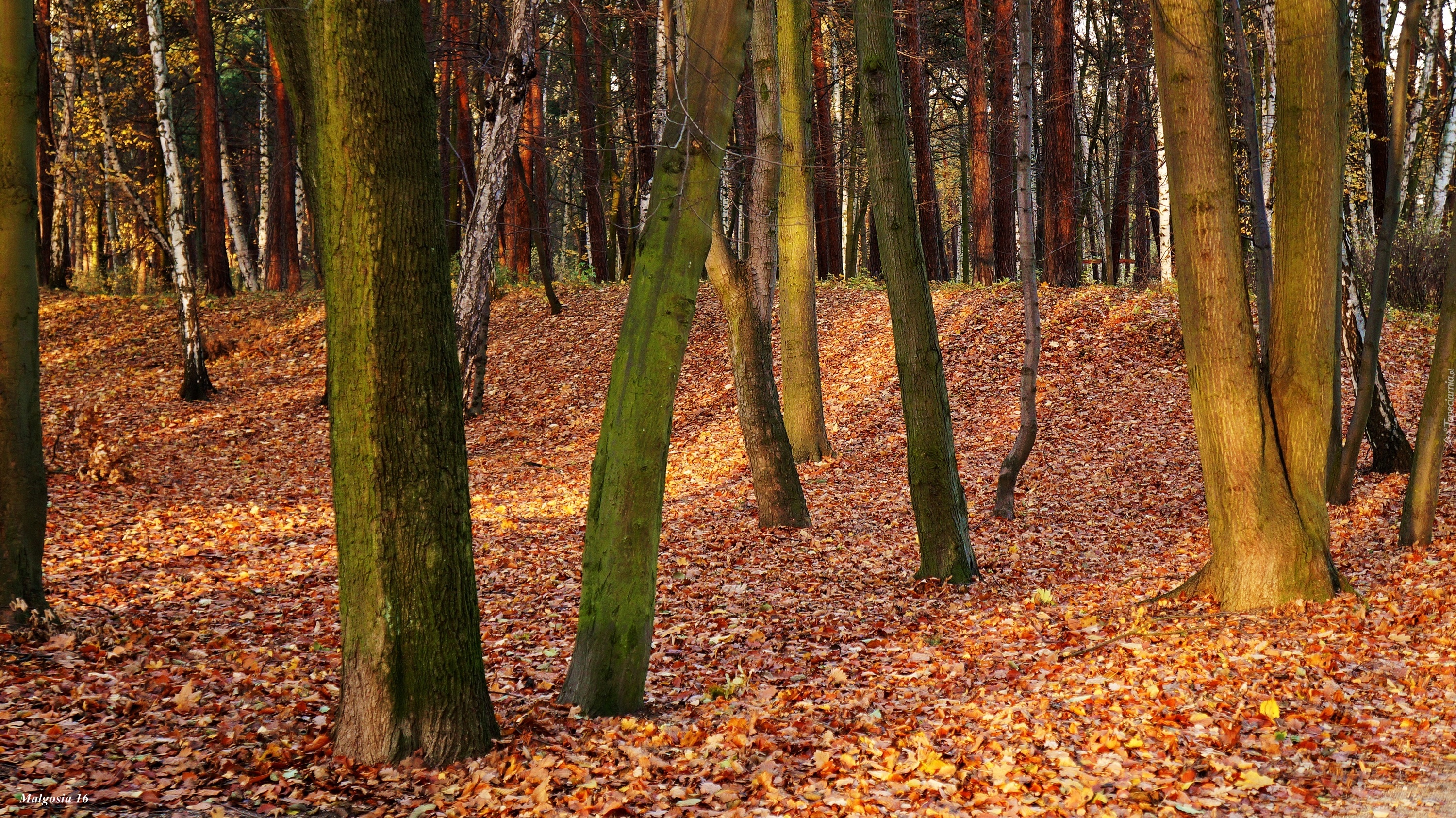 Park, Jesień, Dtzewa