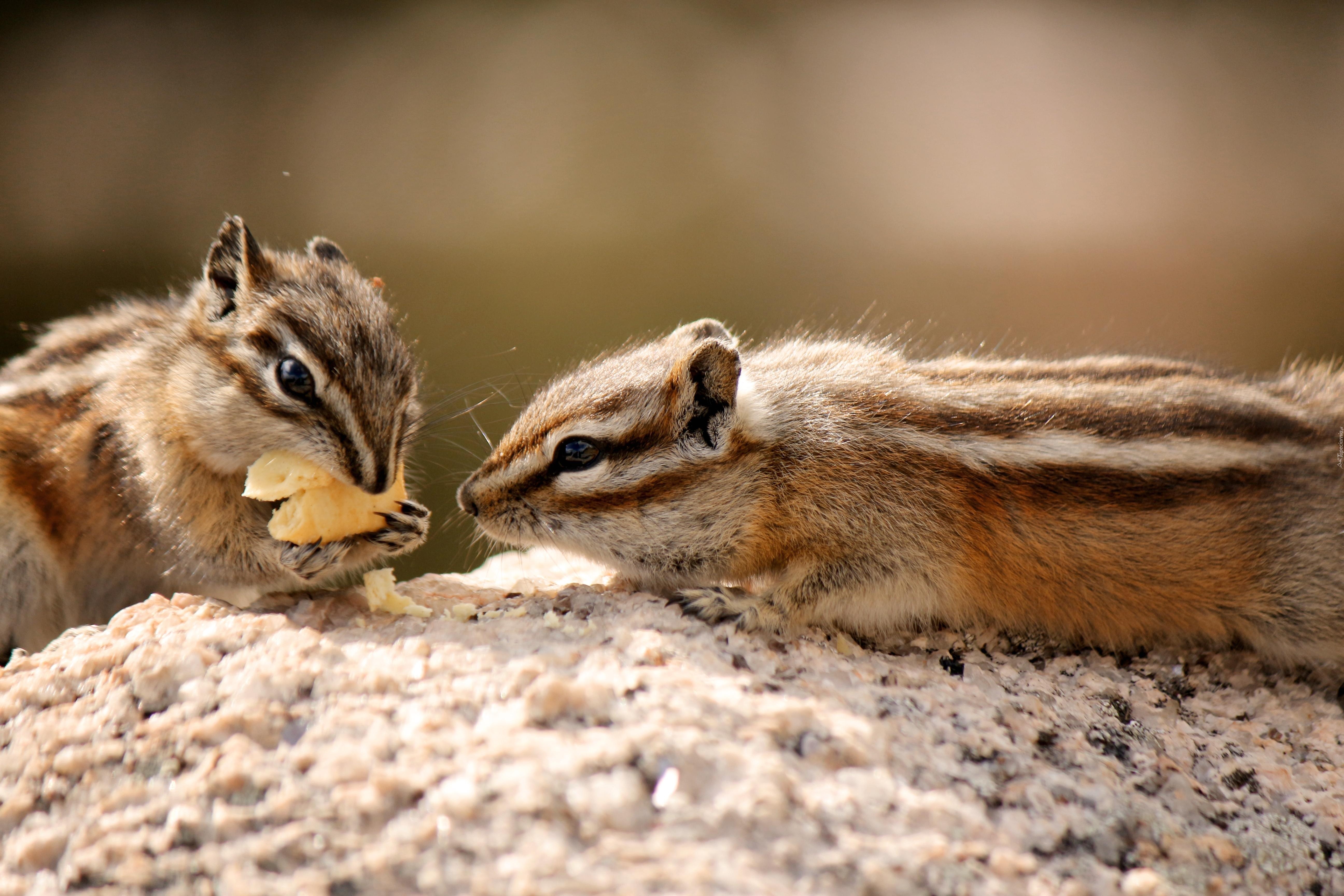 Skała, Chipmunk