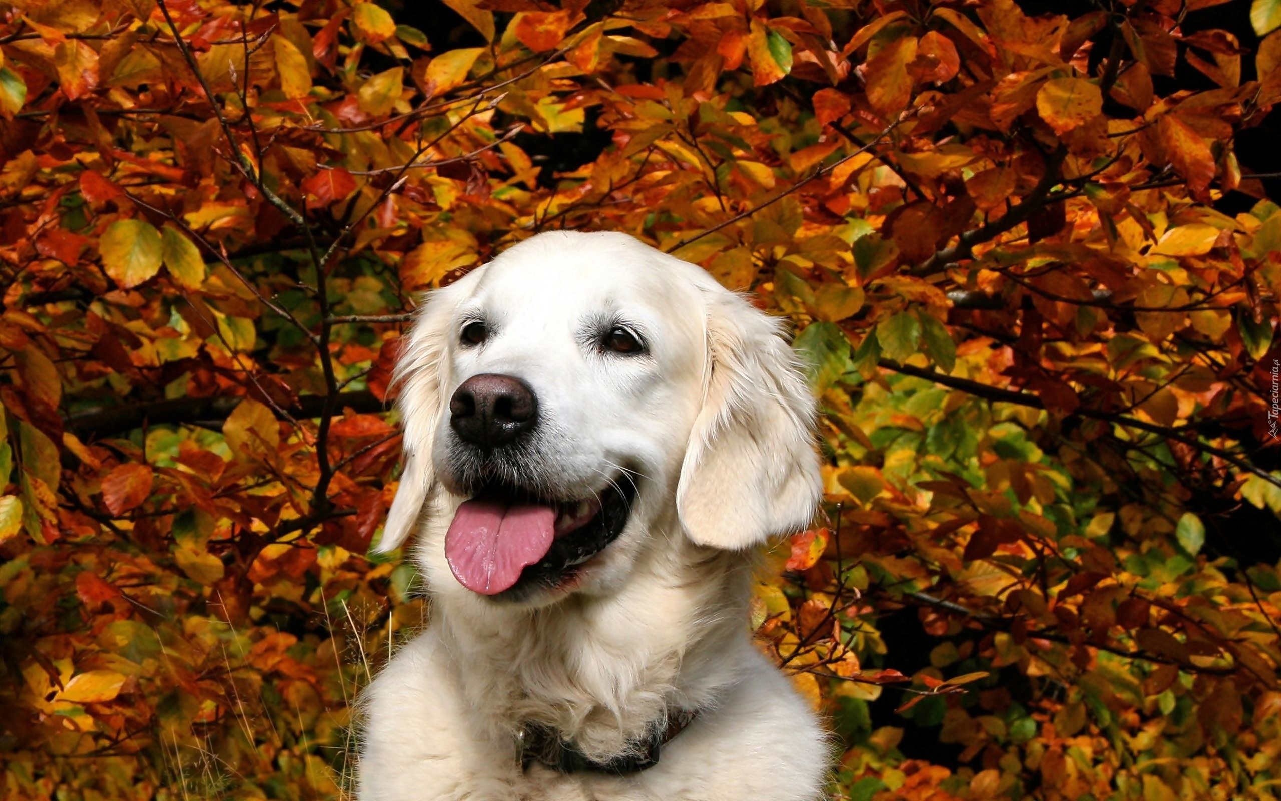 Biały, Golden, Retriever, Drzewa, Park, Jesień