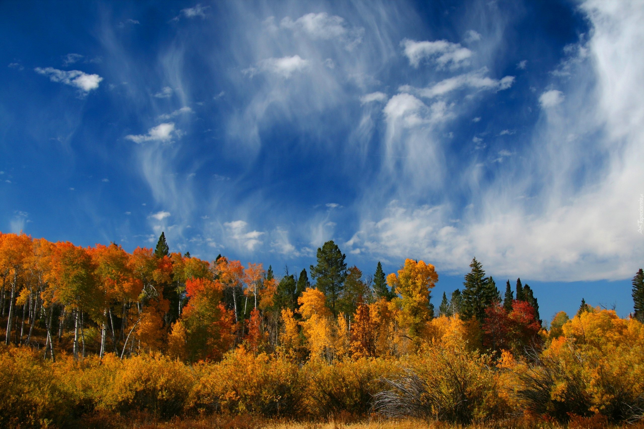 Park, Narodowy, Wyoming, Stany, Zjednoczone, Jesień, Las, Niebo