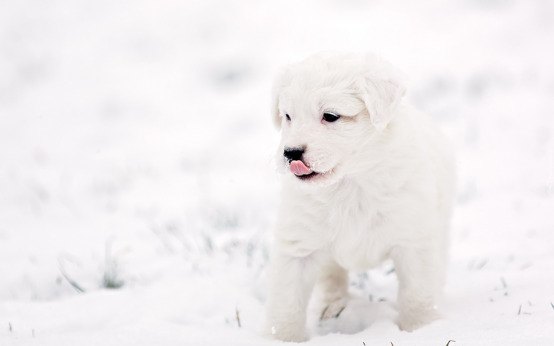Pies, Szczeniak, Zima, Śnieg