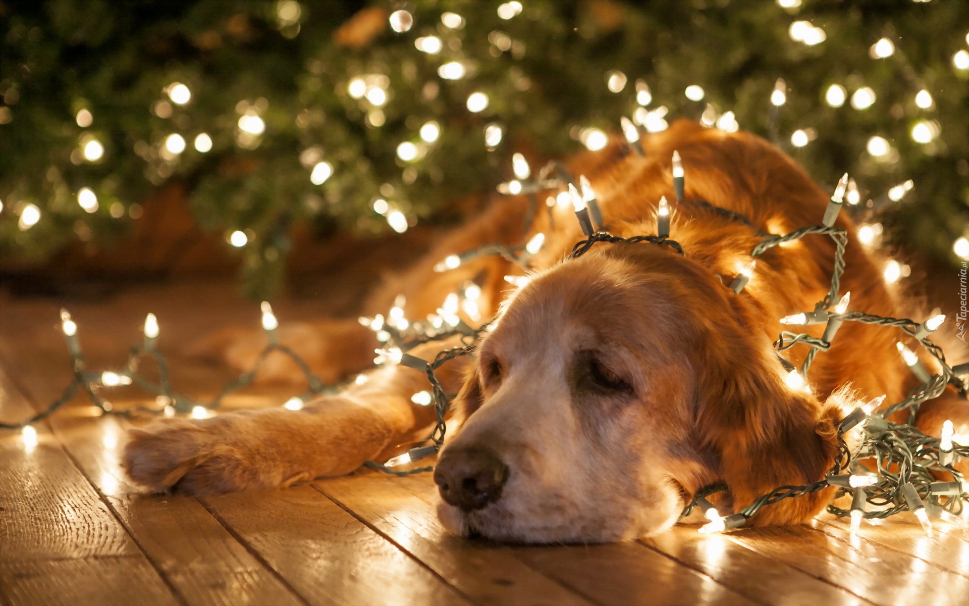 Golden, Retriever, Lampki, Choinkowe