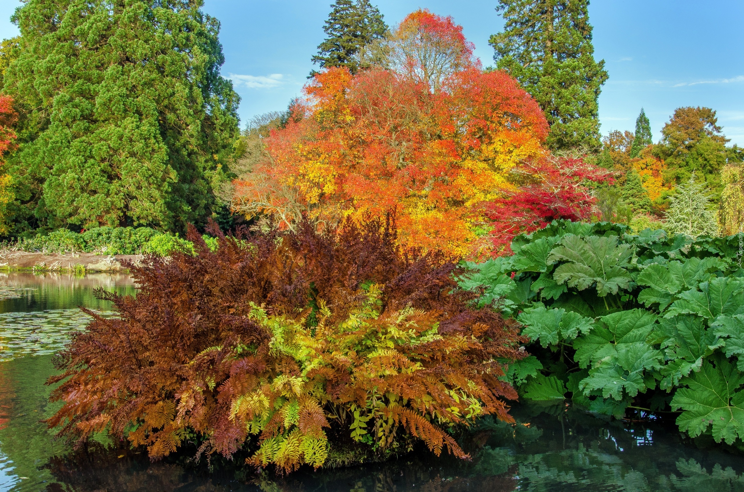 Park United Kingdom Parks Pond Trees Shrubs Sheffield Park