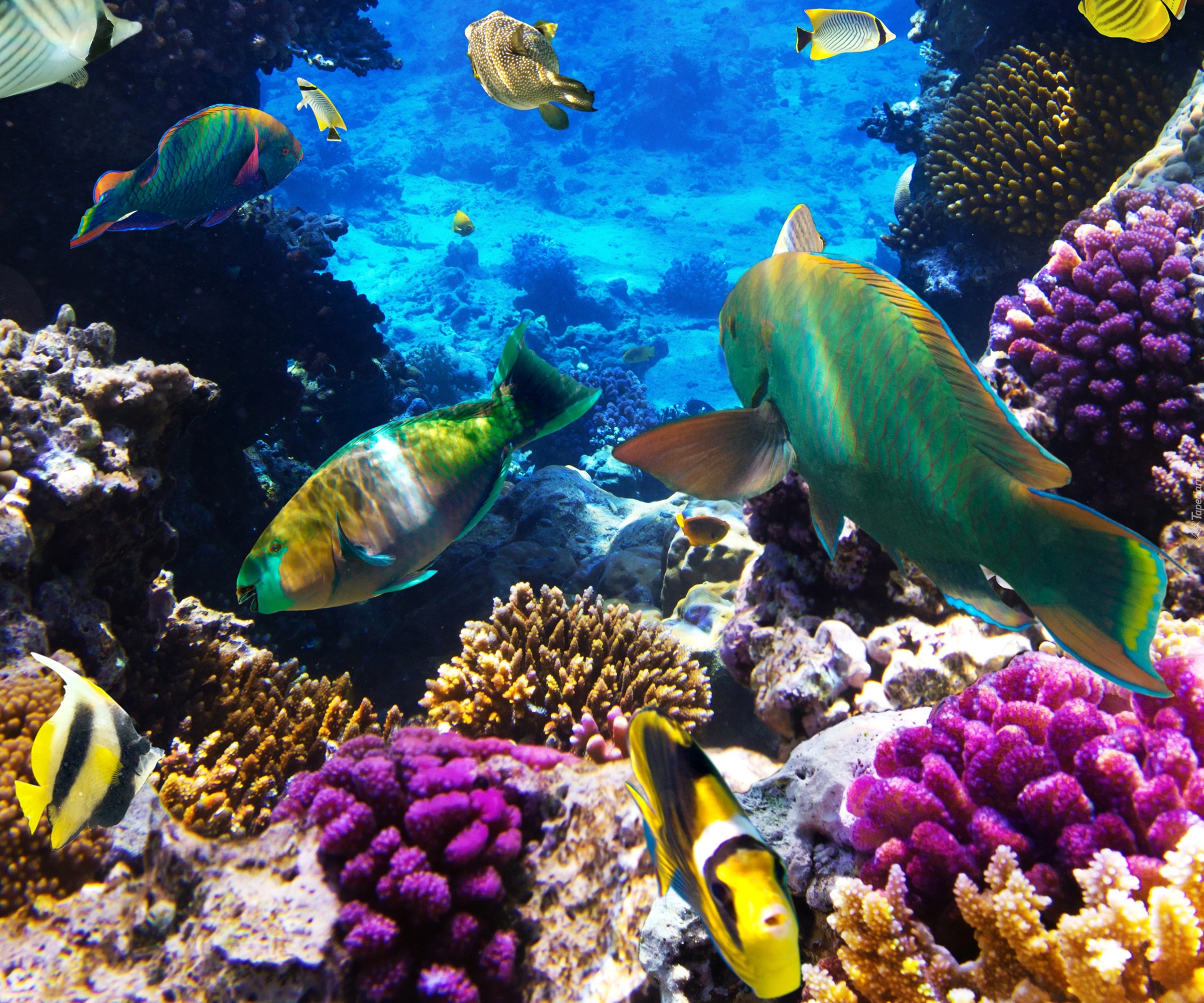 Rafa koralowa, Ryby, Morskie głębiny

