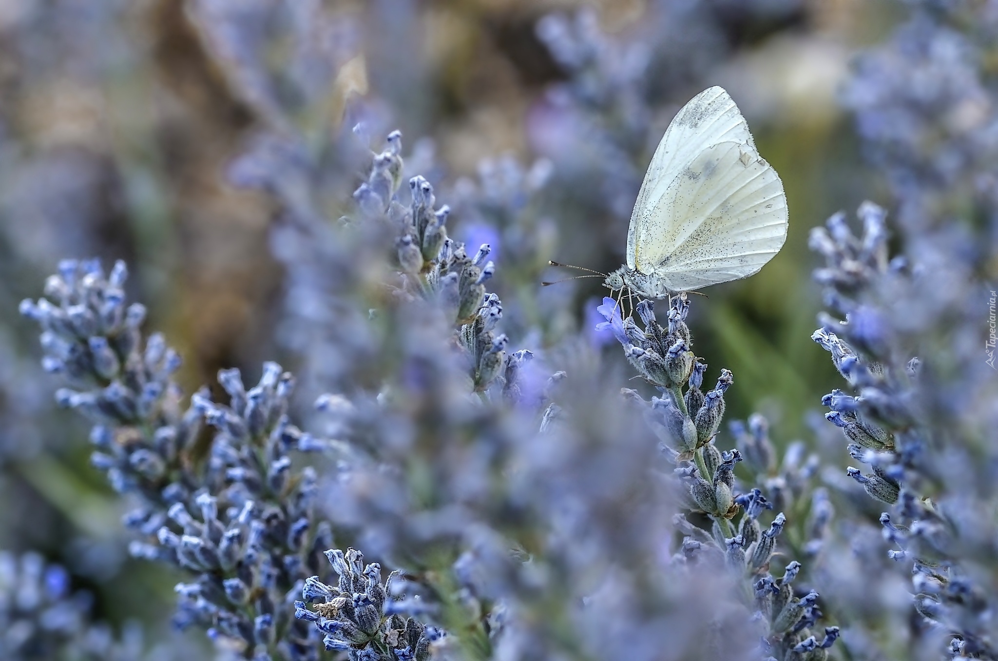 Motyl, Motylek, Lawenda