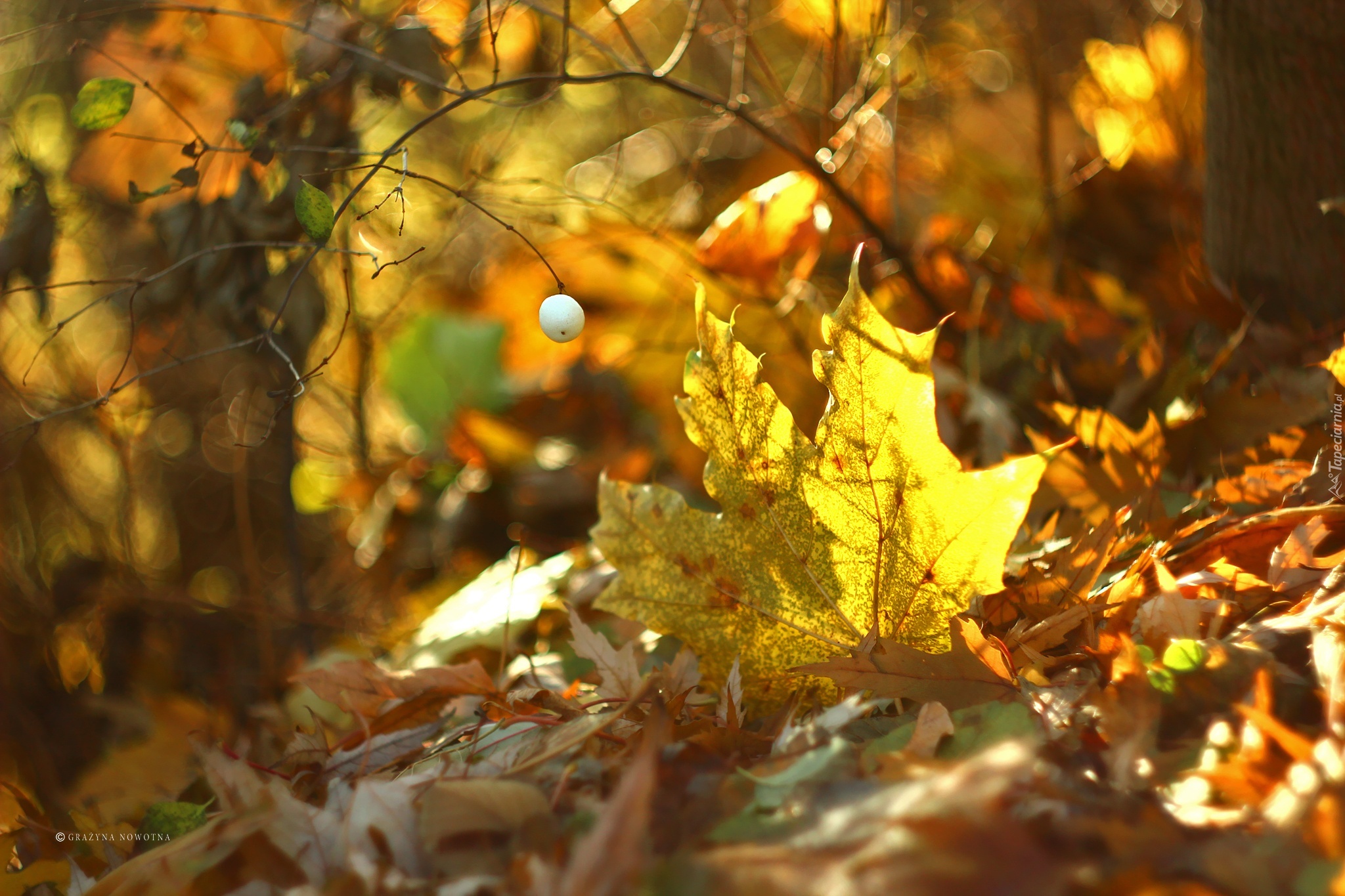 Żółty, Jesienny, Liść