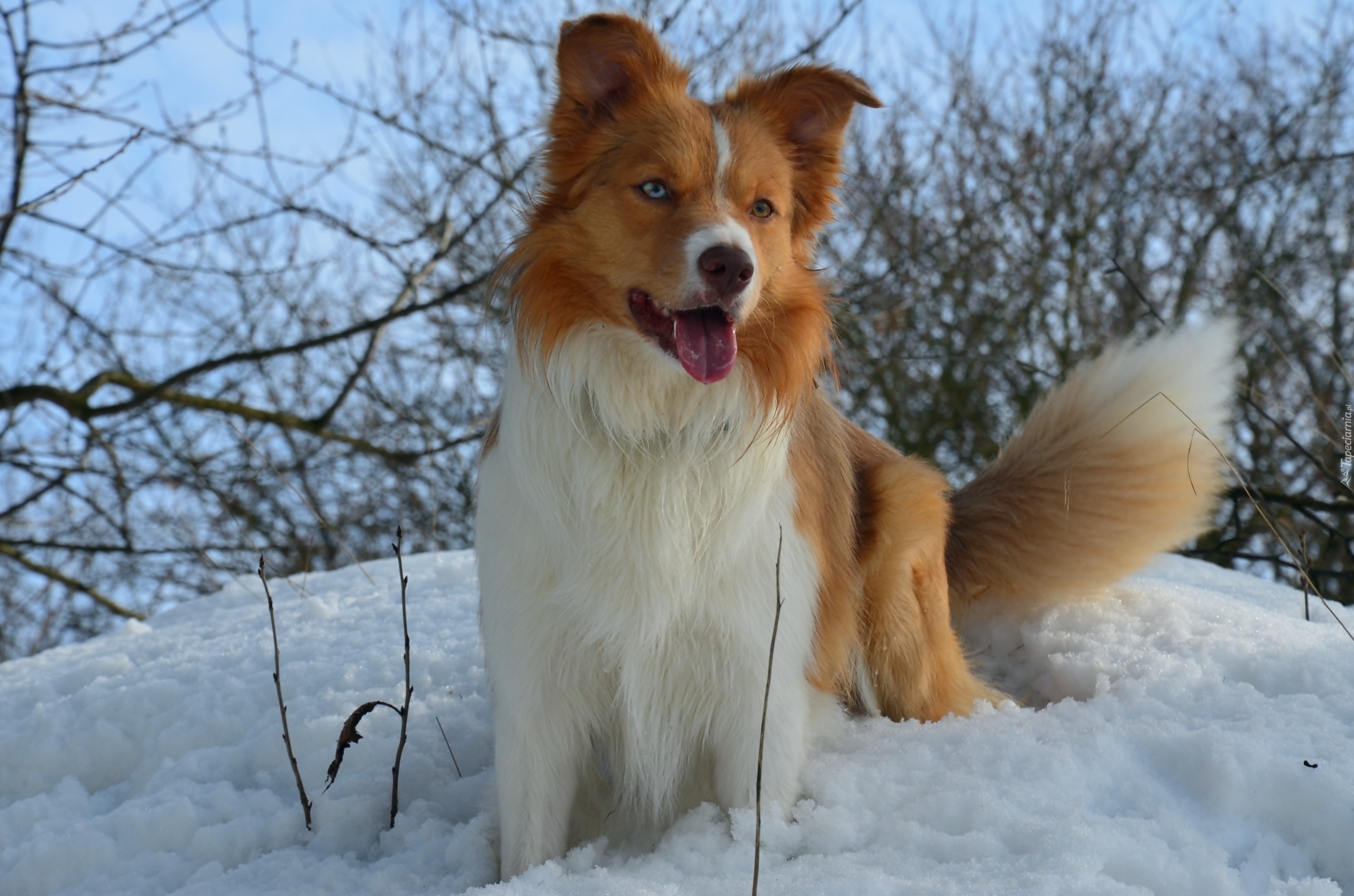 Śliczny, Piesek, Border Collie