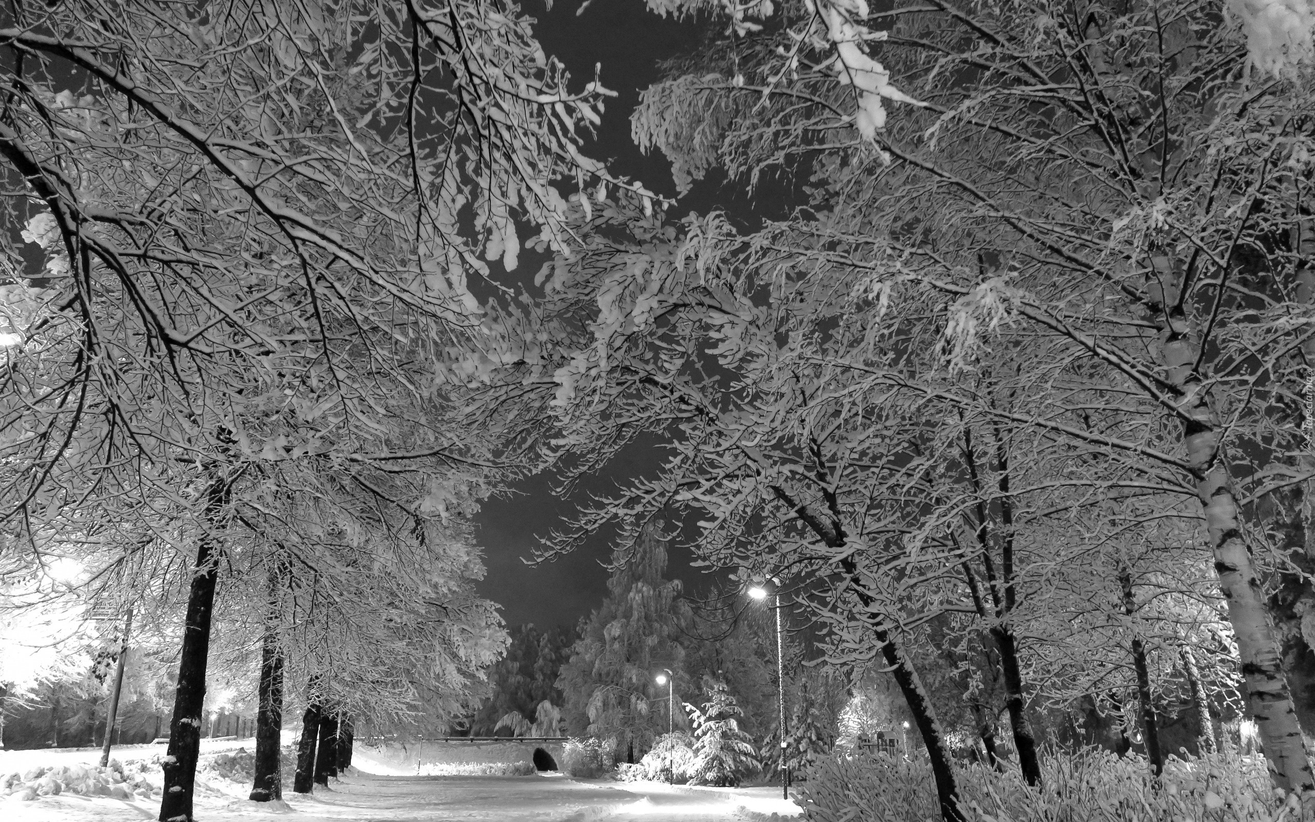Zima, Park, Drzewa