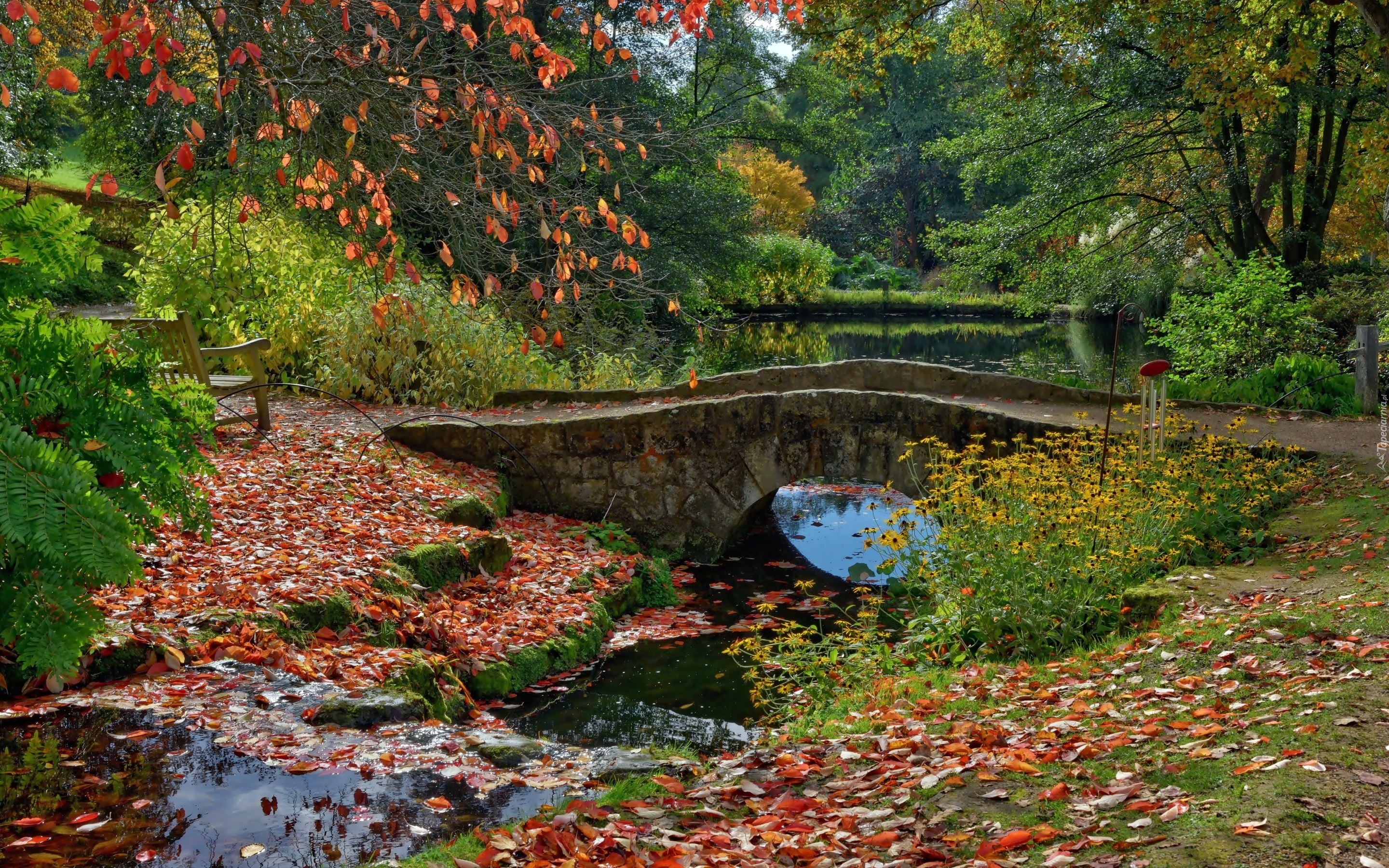 Staw, Mostek, Kwiaty, Liście, Park, Jesień, Anglia