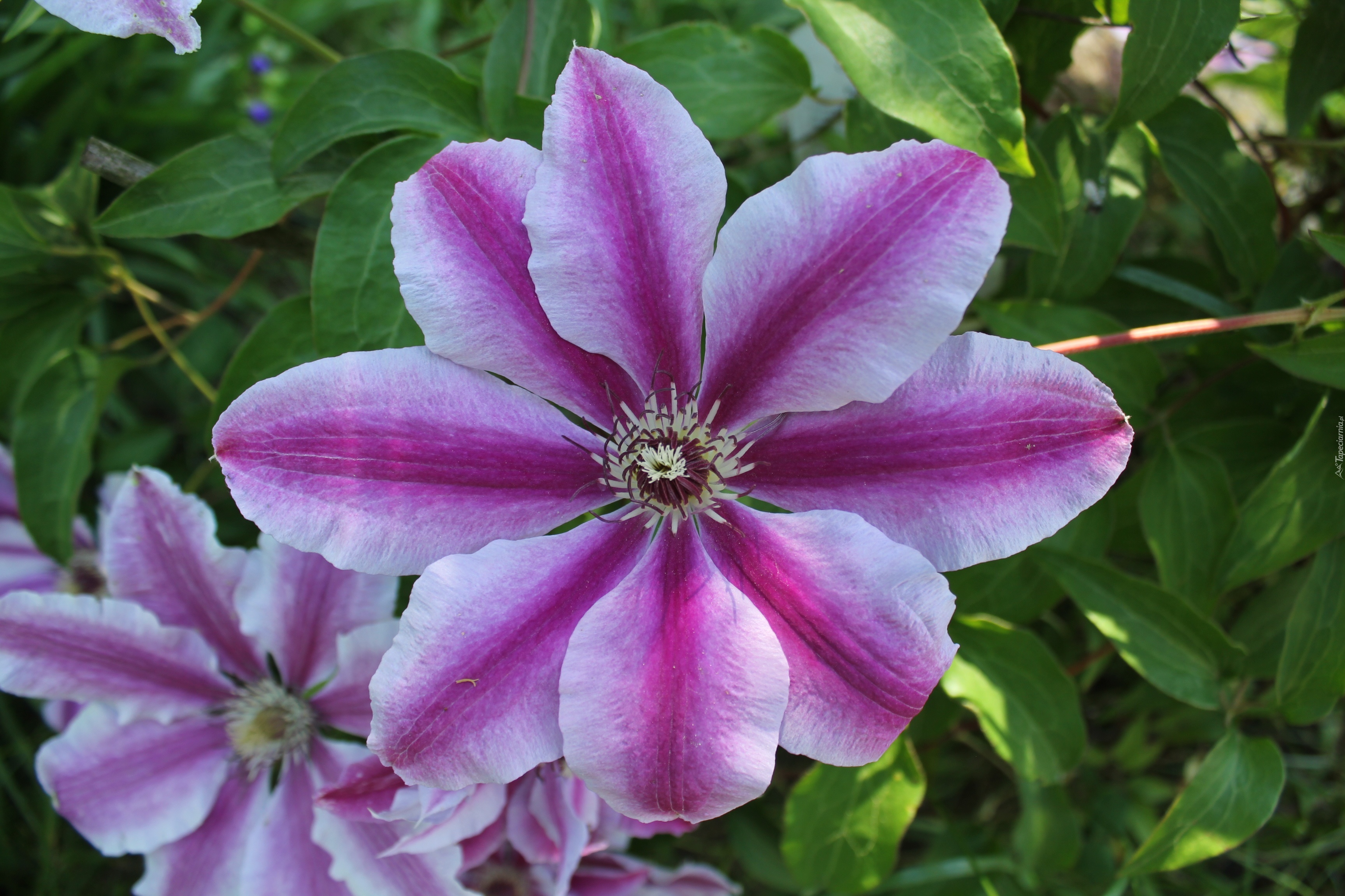 Clematis