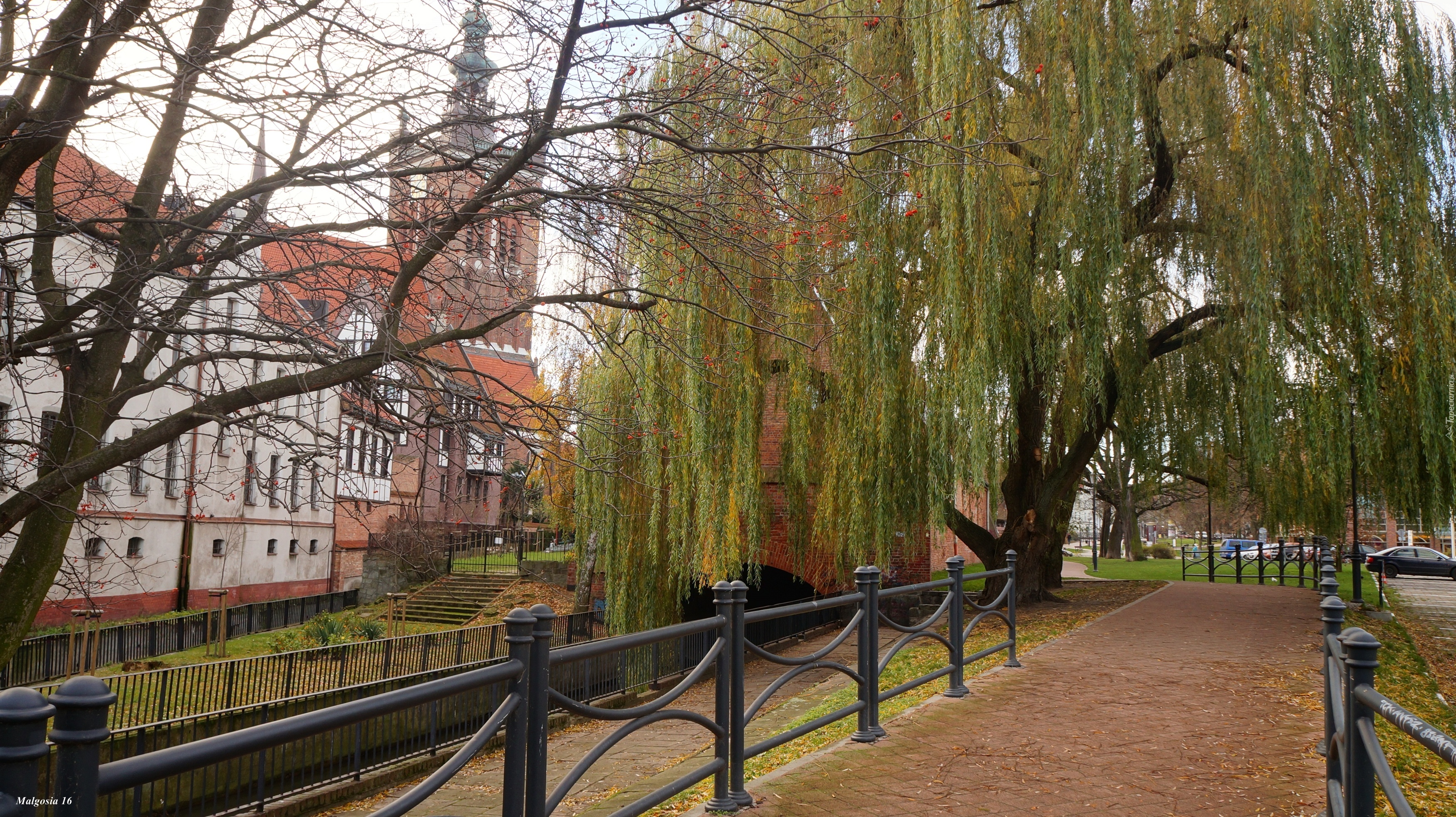 Gdańsk, Zabytkowe, Kamienice, Alejka, Drzewa, Wierzba