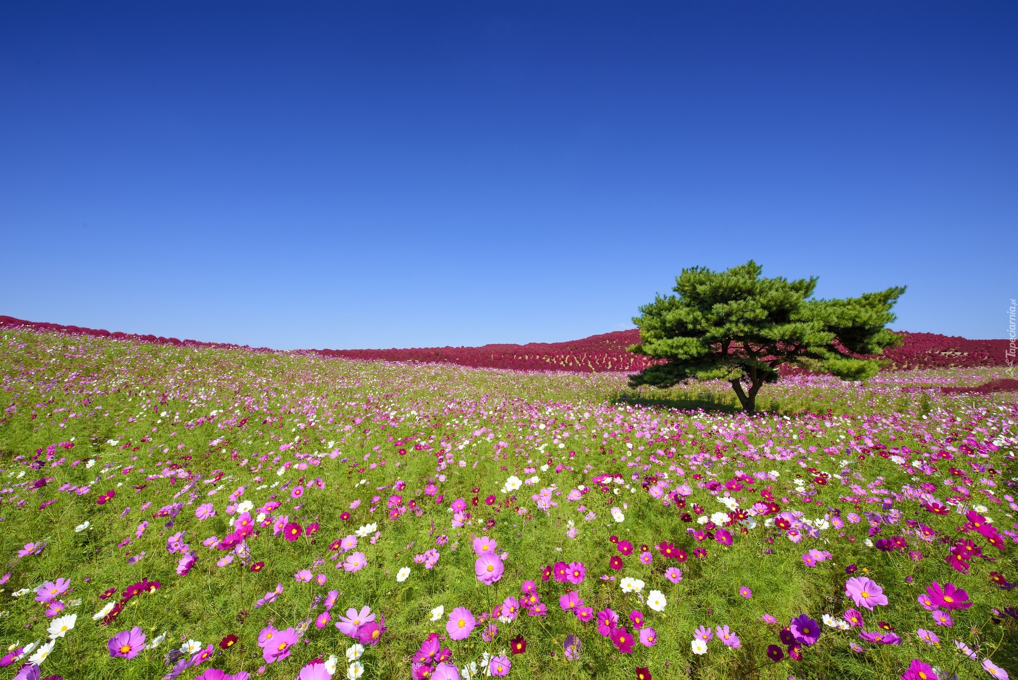 Japonia, Park Hitachinaka, Łąka