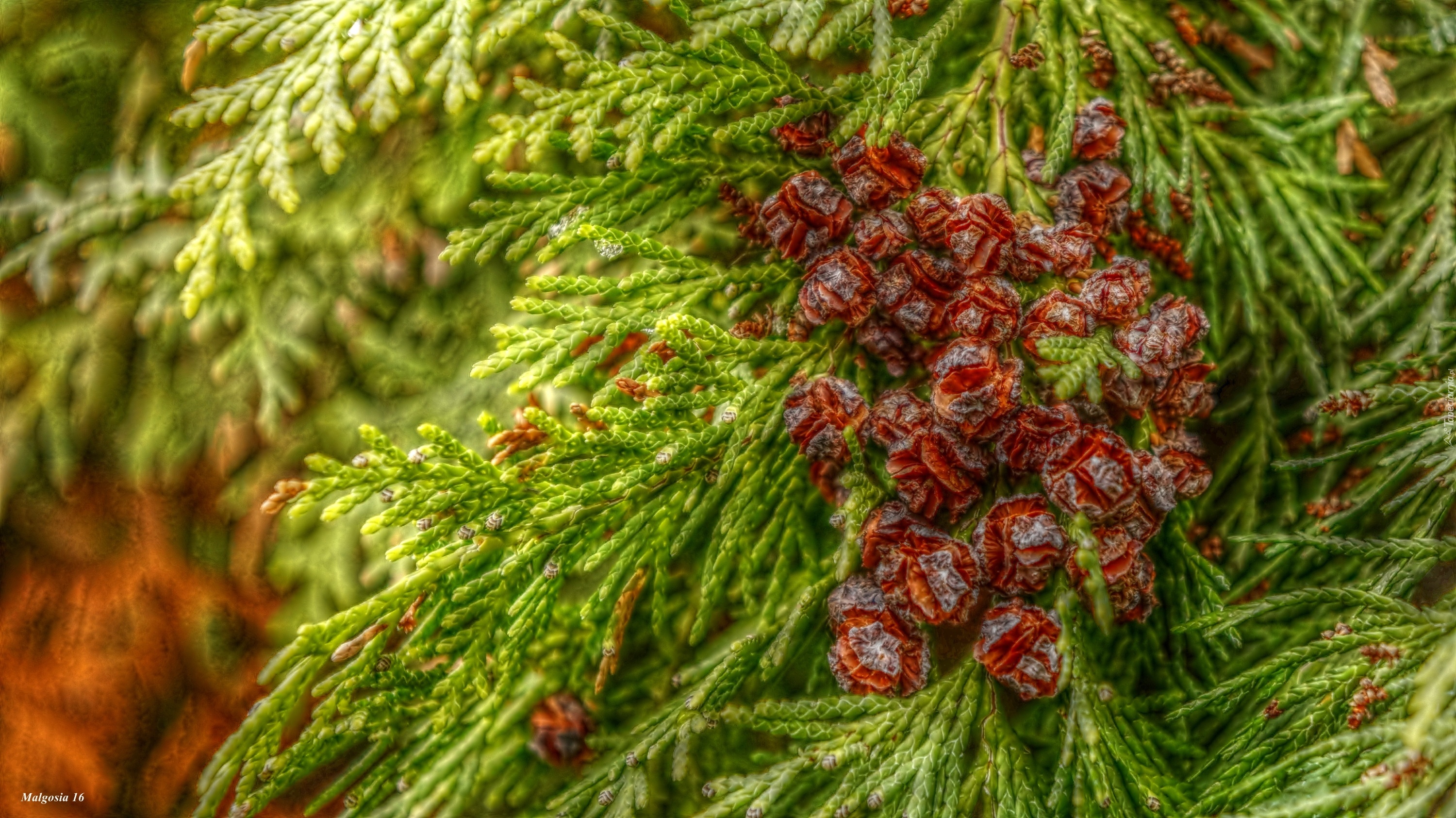 Iglak, Tuja, Małe, Szyszki, HDR