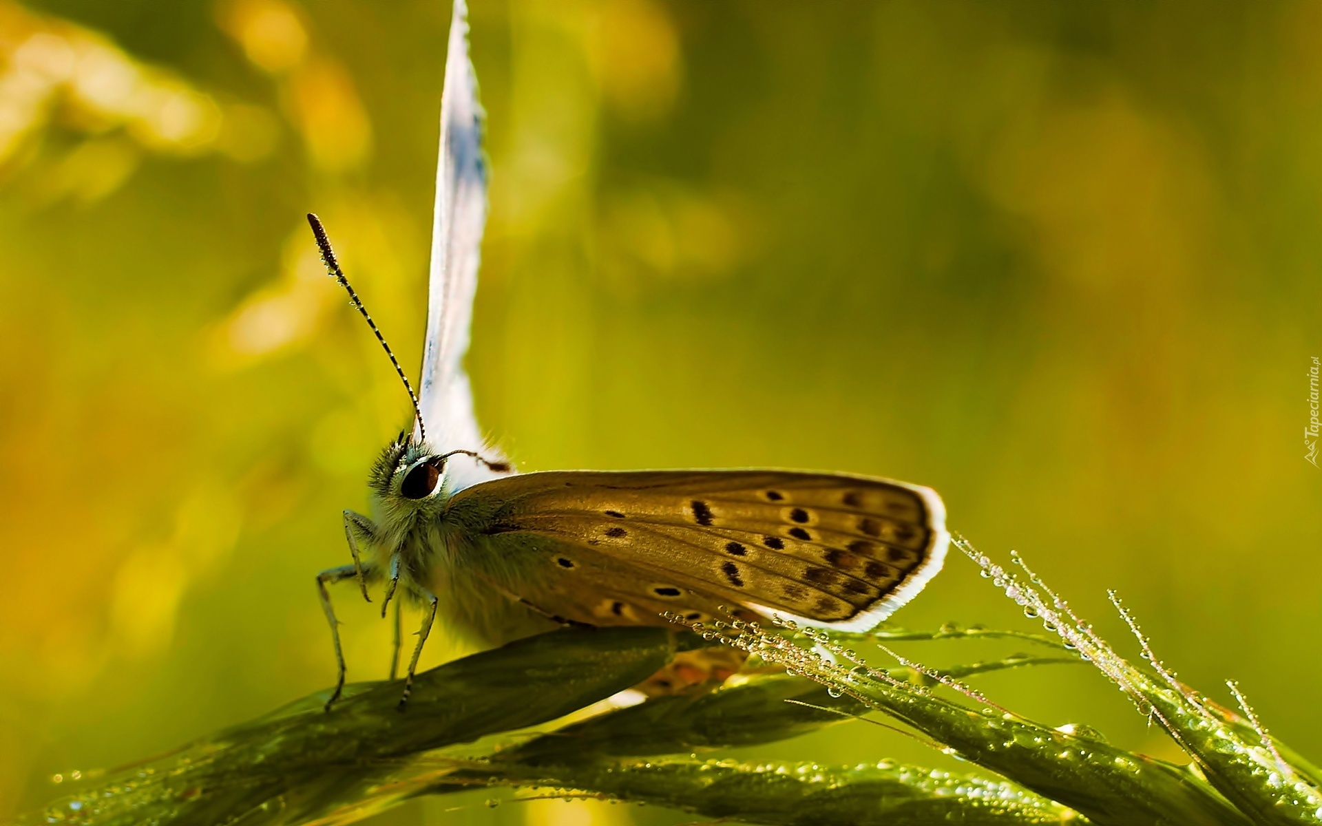 Motyl, Trawa, Kropelki, Woda