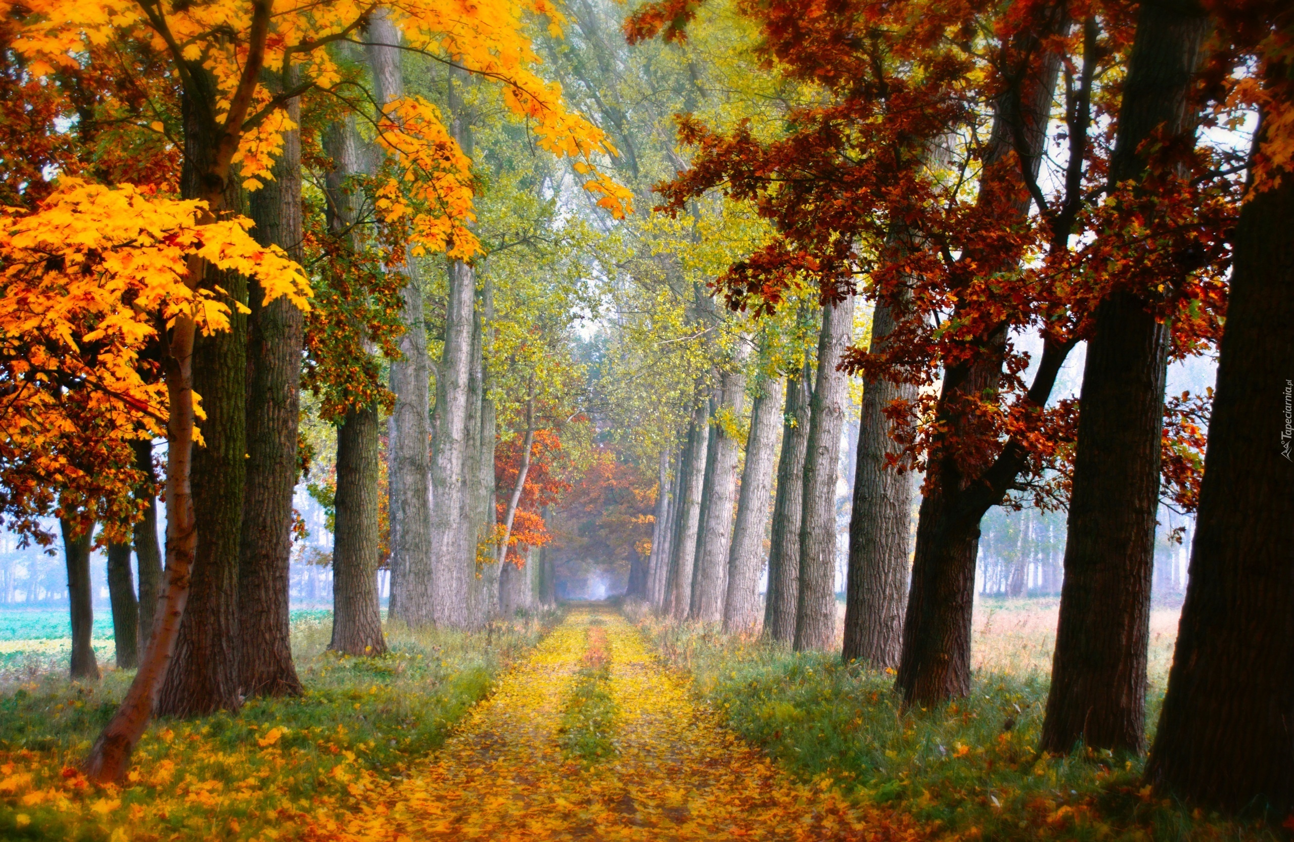 Jesień , Drzewa , Liście