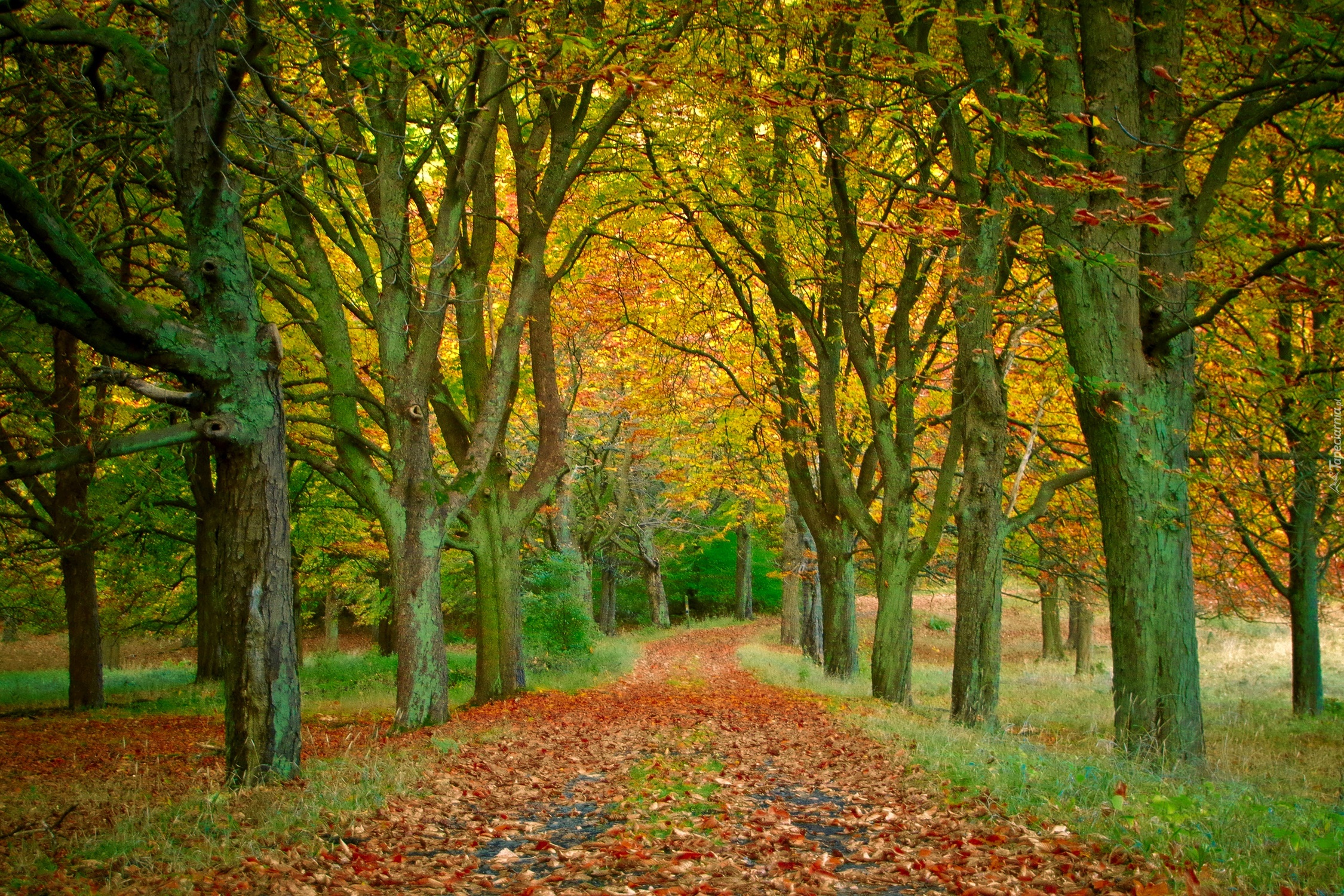 Jesień, Drzewa ,Liście