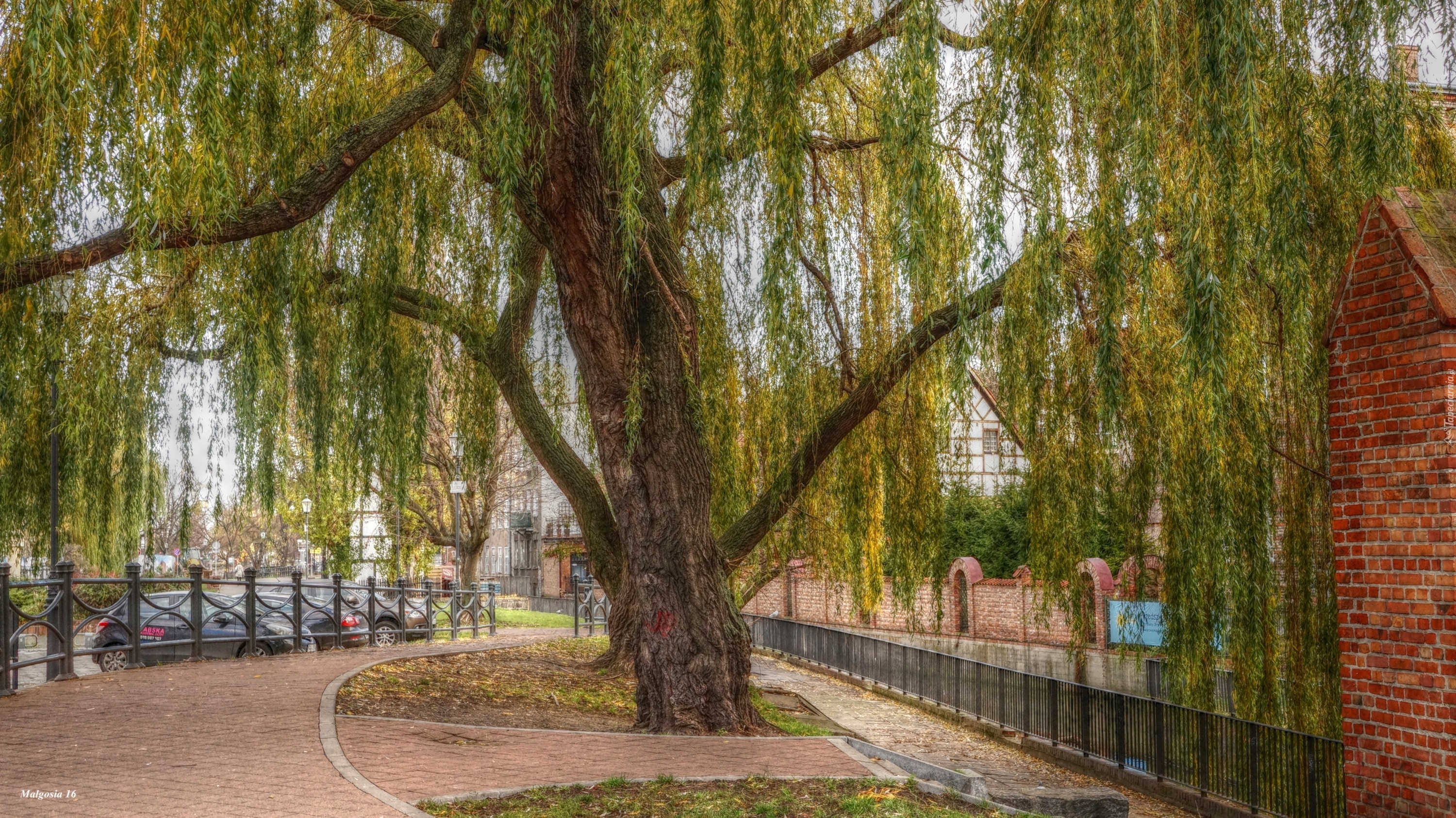 Gdańsk, Alejka, Wierzba, HDR