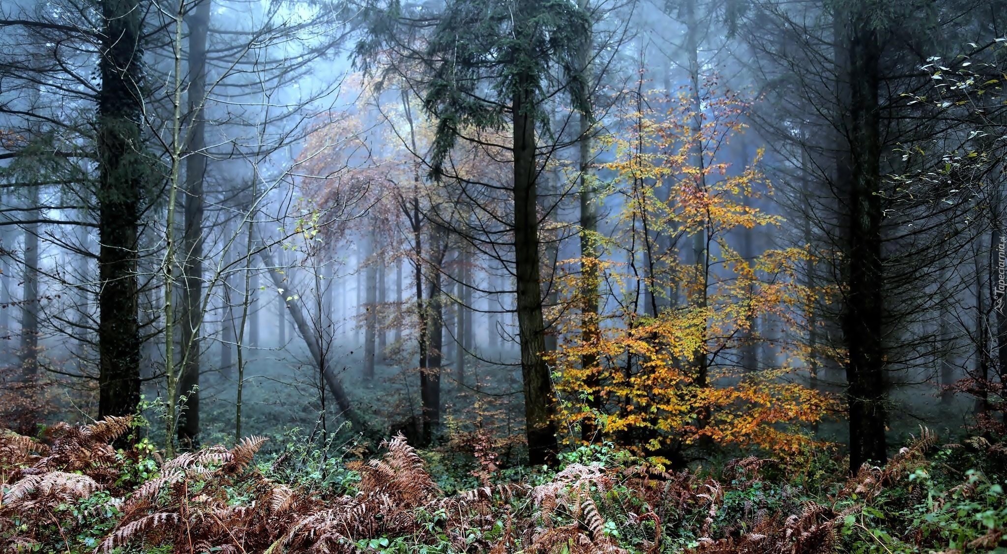 Las, Drzewa, Mgła, Paprocie, Jesień