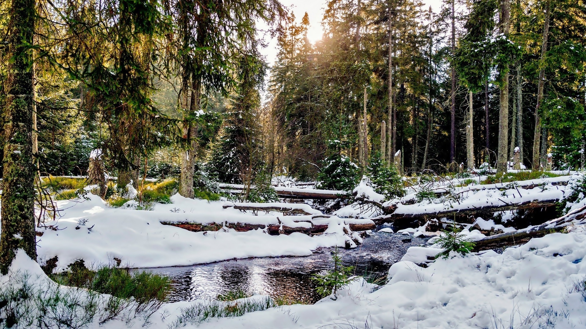 Las, Drzewa, Rzeka, Zima