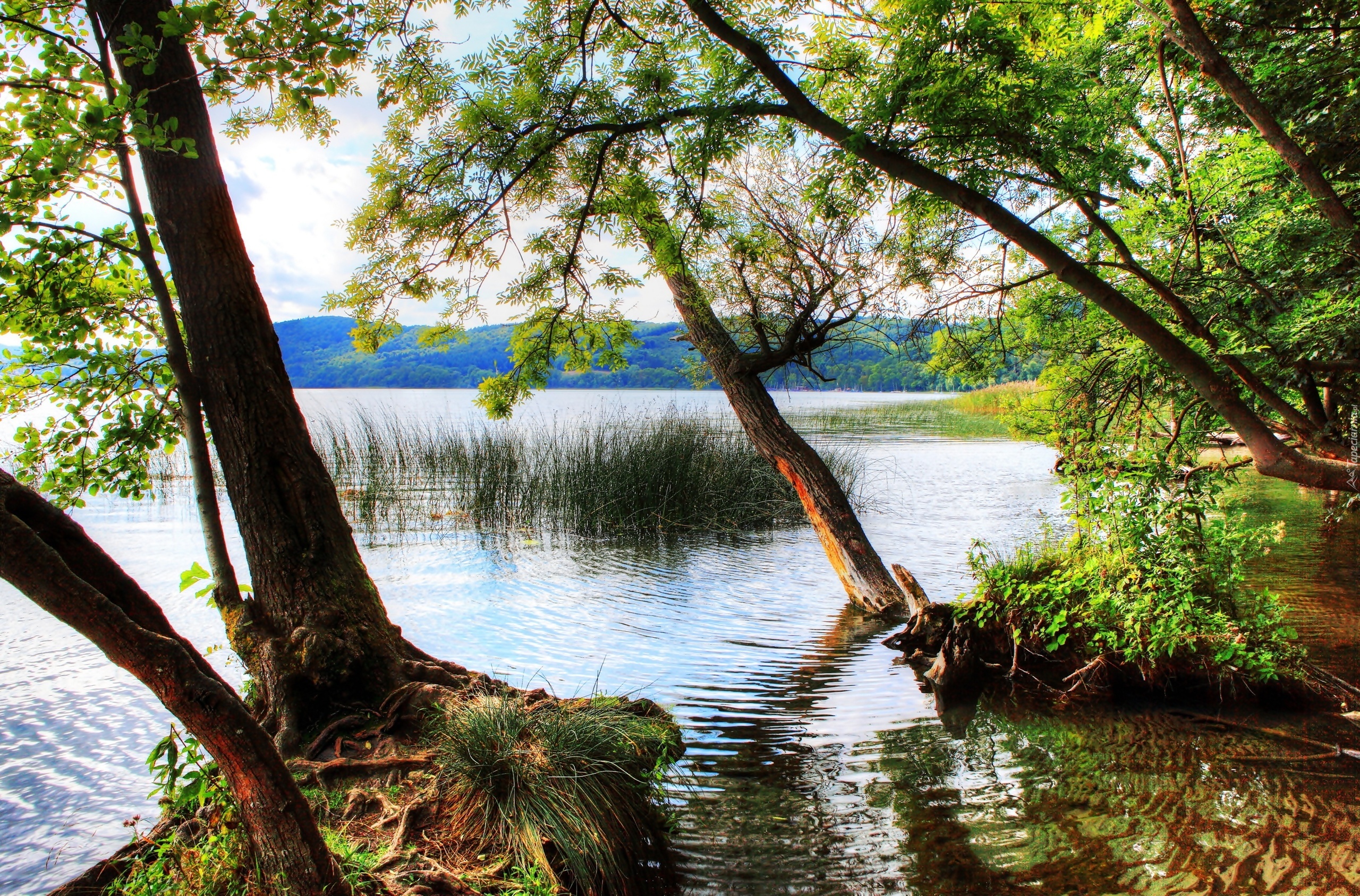 Las, Wzgórza, Jezioro
