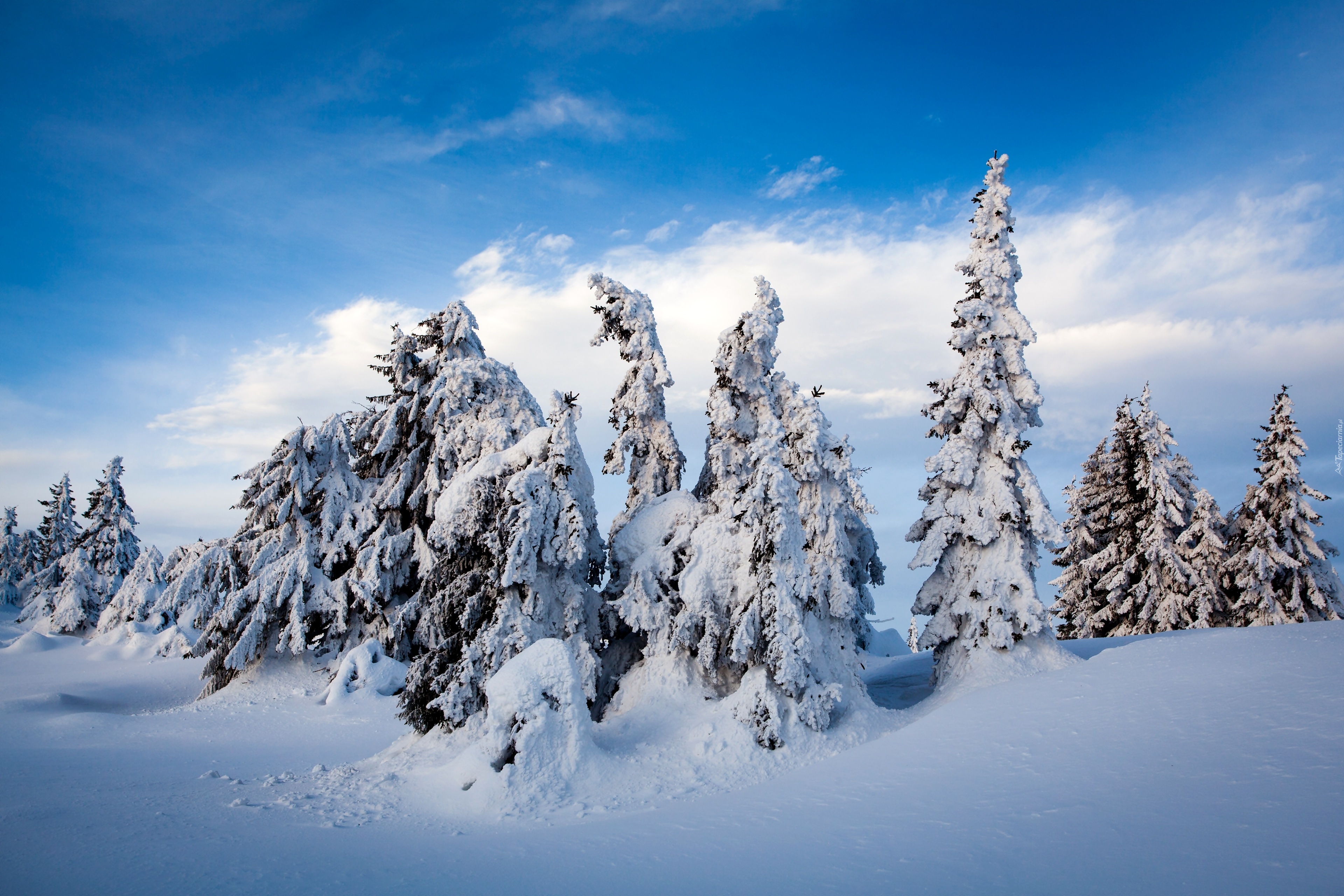 снег ели деревья snow ate trees скачать