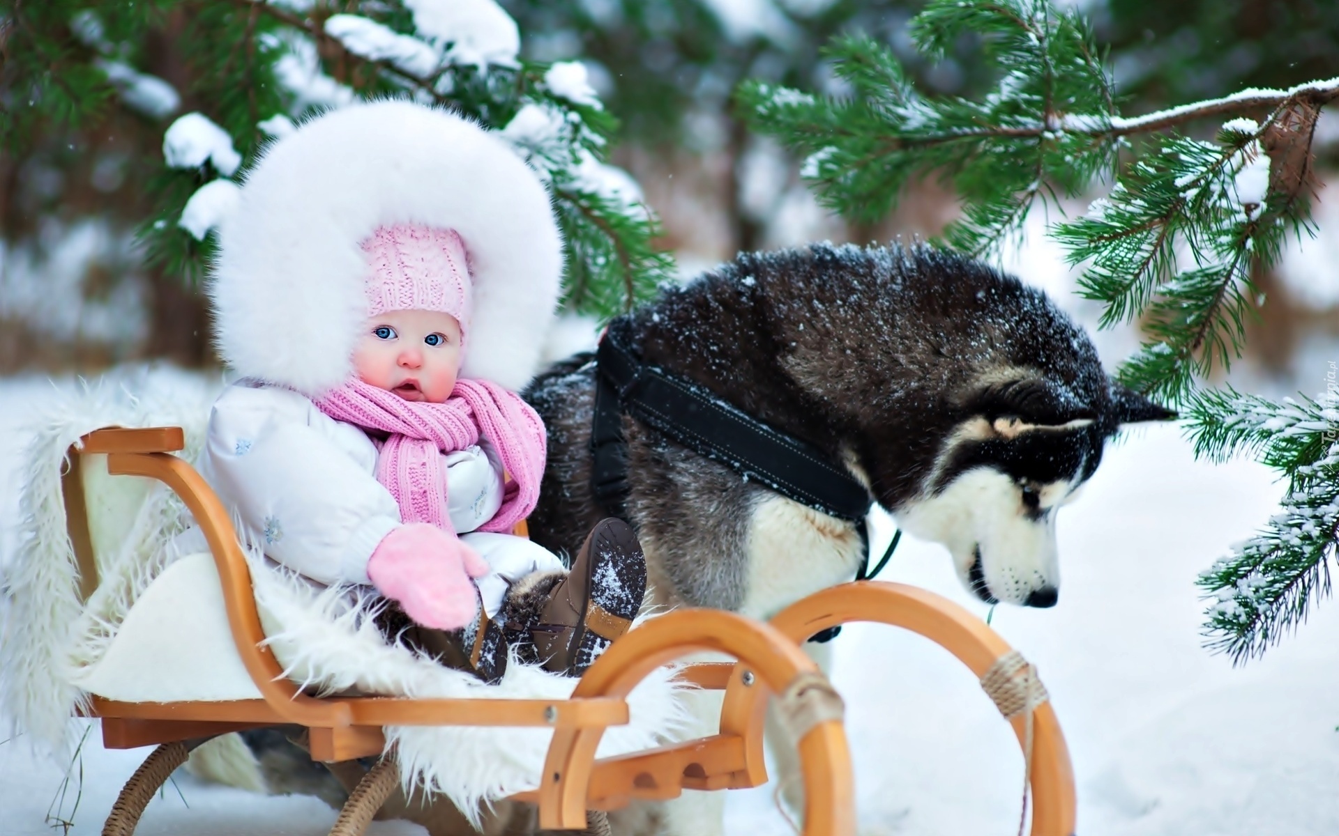 Dziecko, Sanki, Zima, Śnieg, Las, Siberian Husky