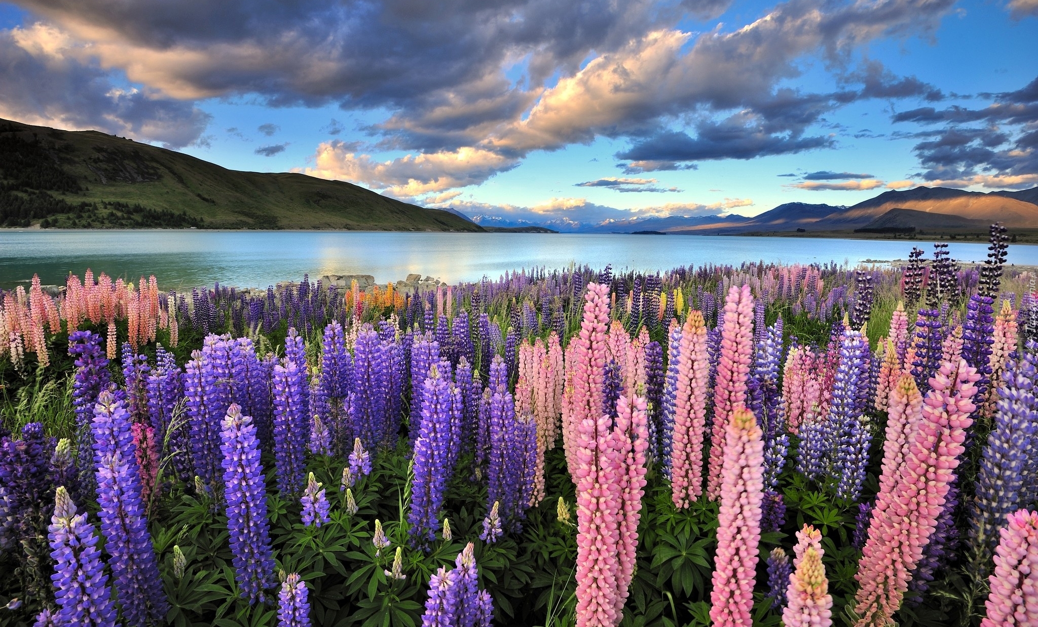 Nowa Zelandia, Jezioro Tekapo, Góry, Łąka, Łubin