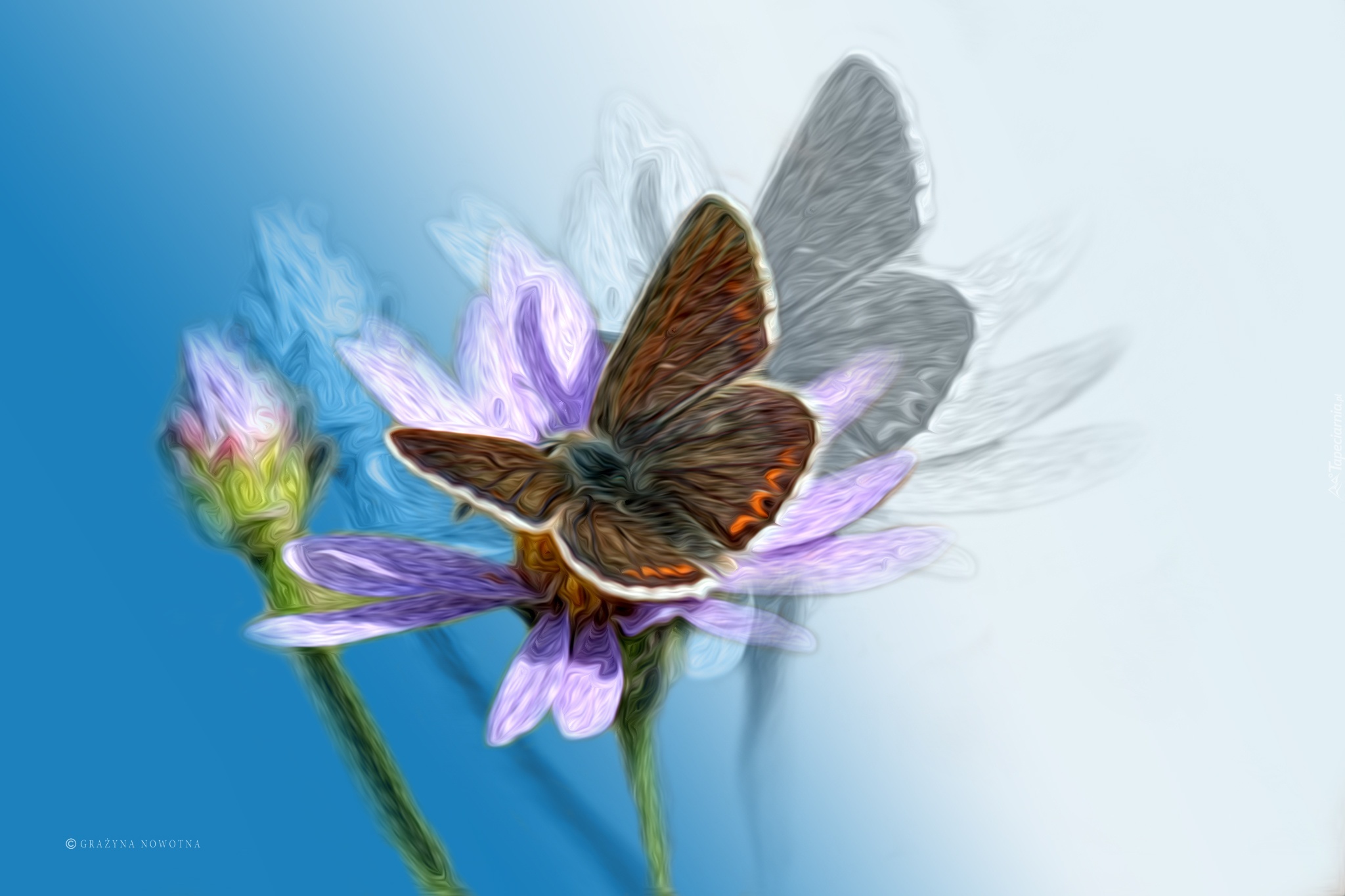Motyl, Owad, Kwiat, Grafika