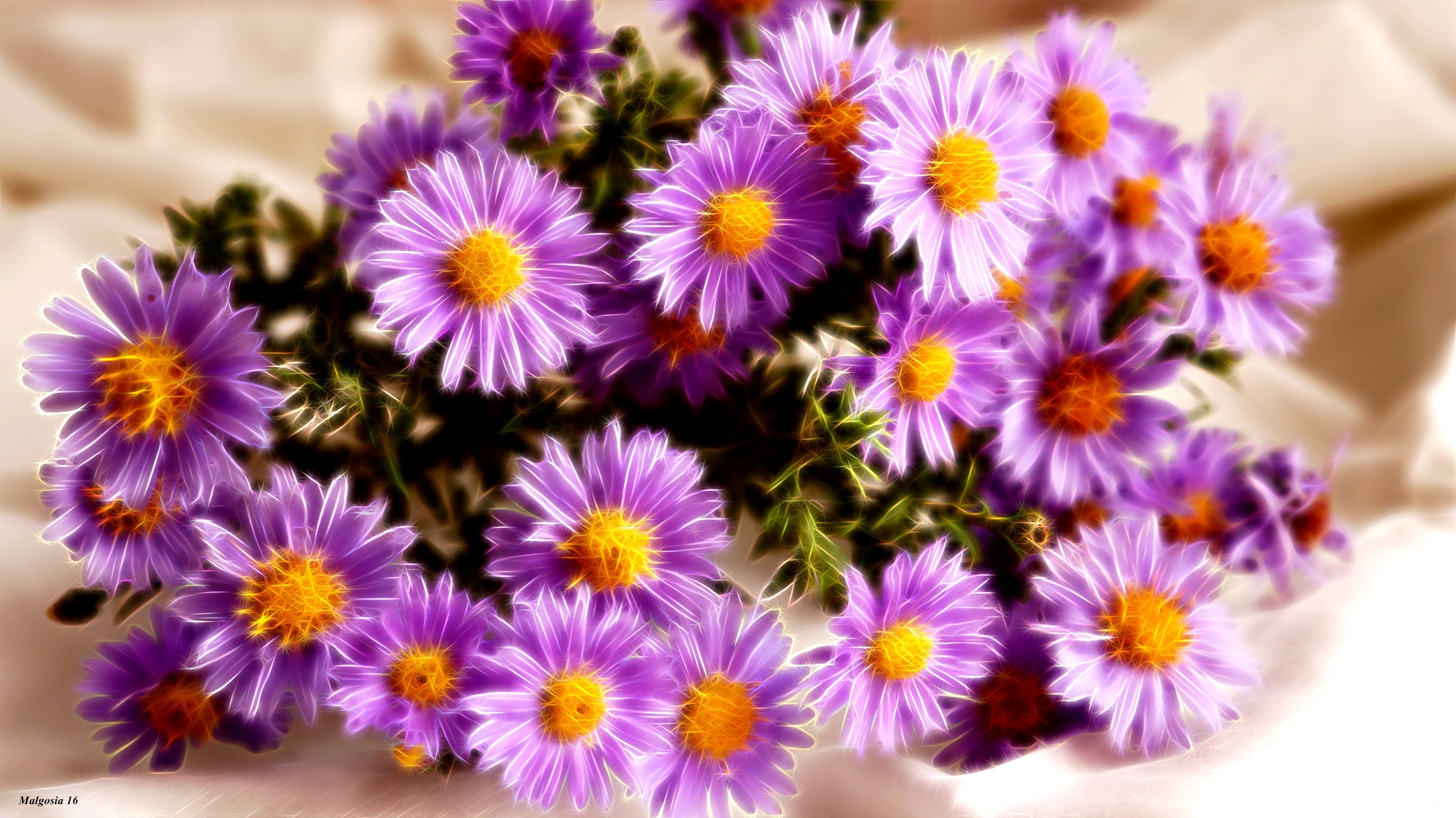 Aster, Grafika, Fractalius