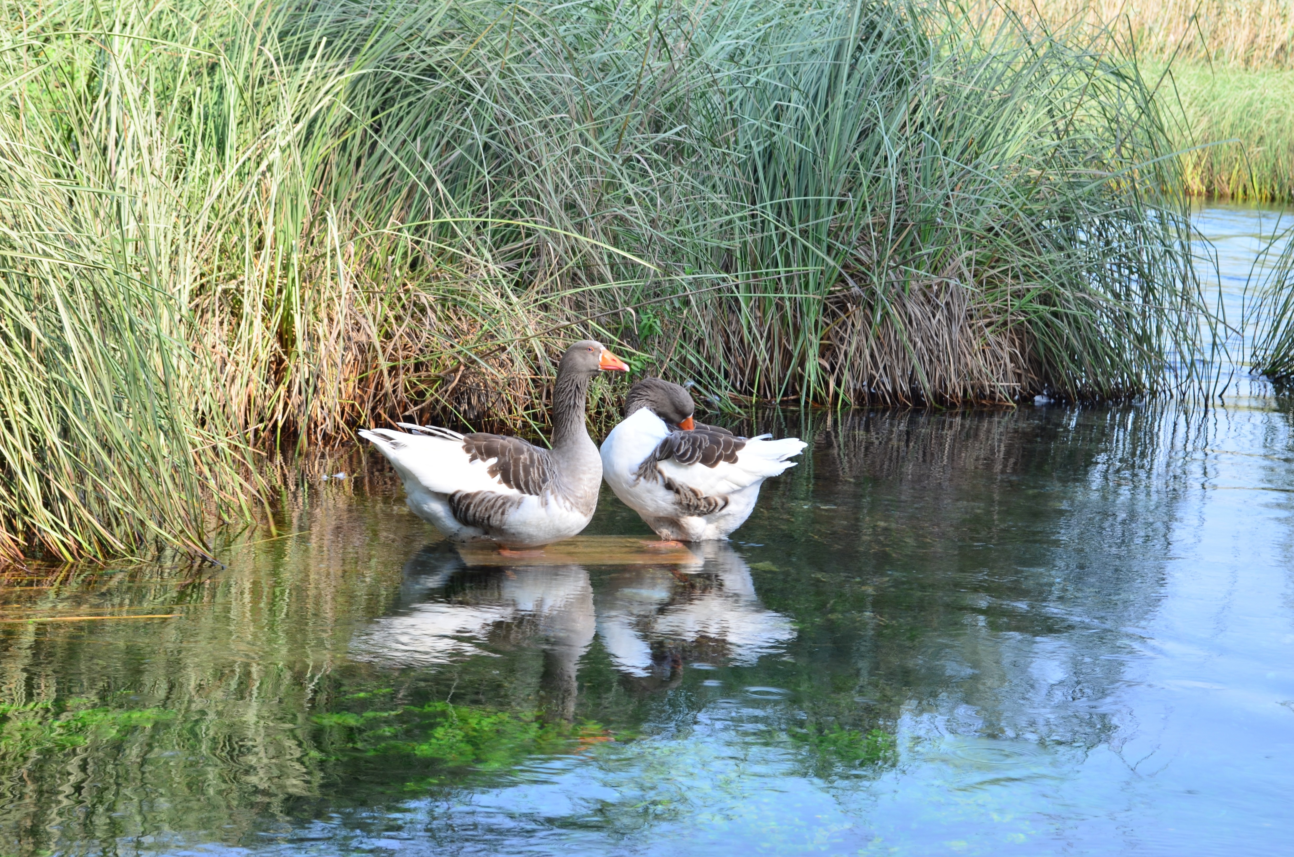 Jezioro, Dzikie, Gęsi, Wysoka, Trawa