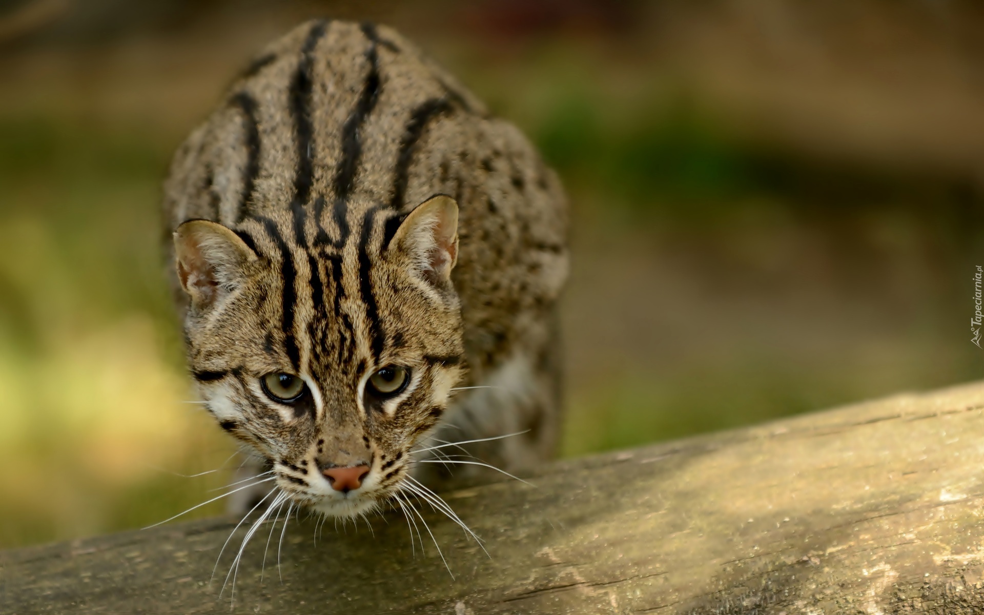 Ocelot