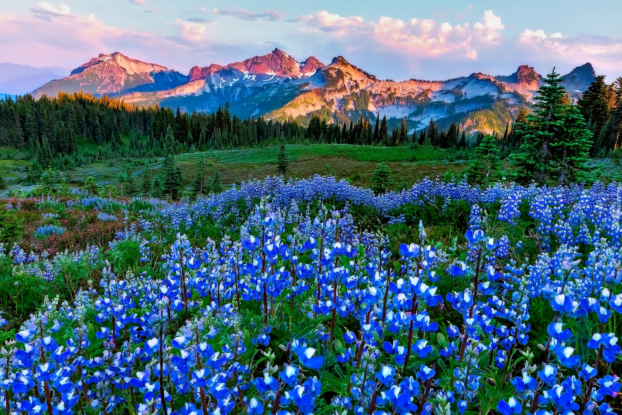 Flower nature. Национальный парк Маунт-Рейнир. Национальный парк Маунт-Рейнир, штат Вашингтон. Альпийские Луга новая Зеландия. Горный Алтай Альпийские Луга.
