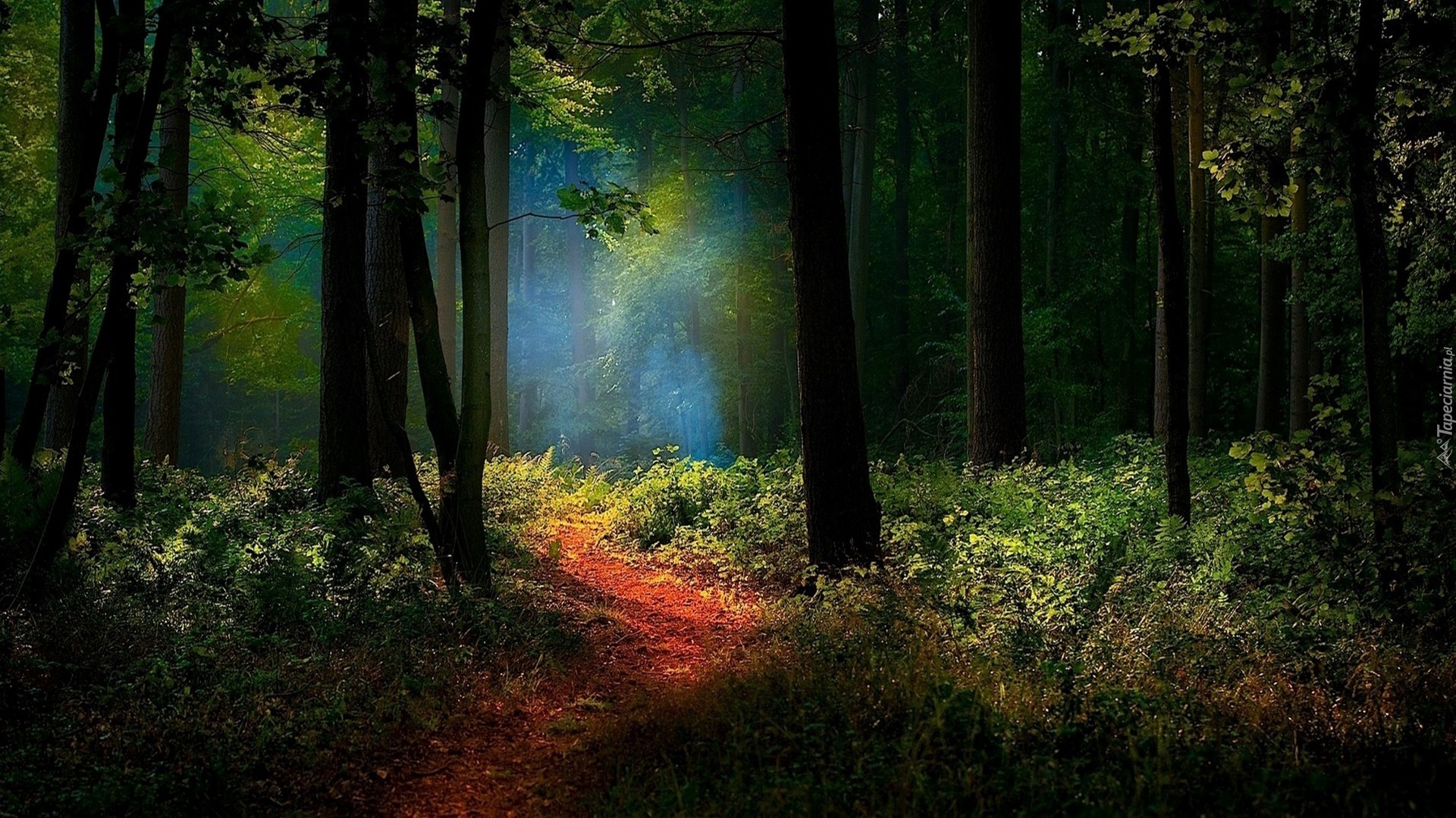 Las, Ścieżka, Przebijające Światło