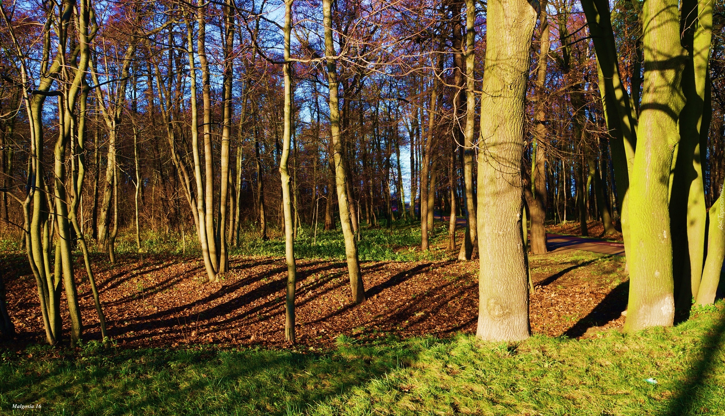 Park, Jesień, Drzewa