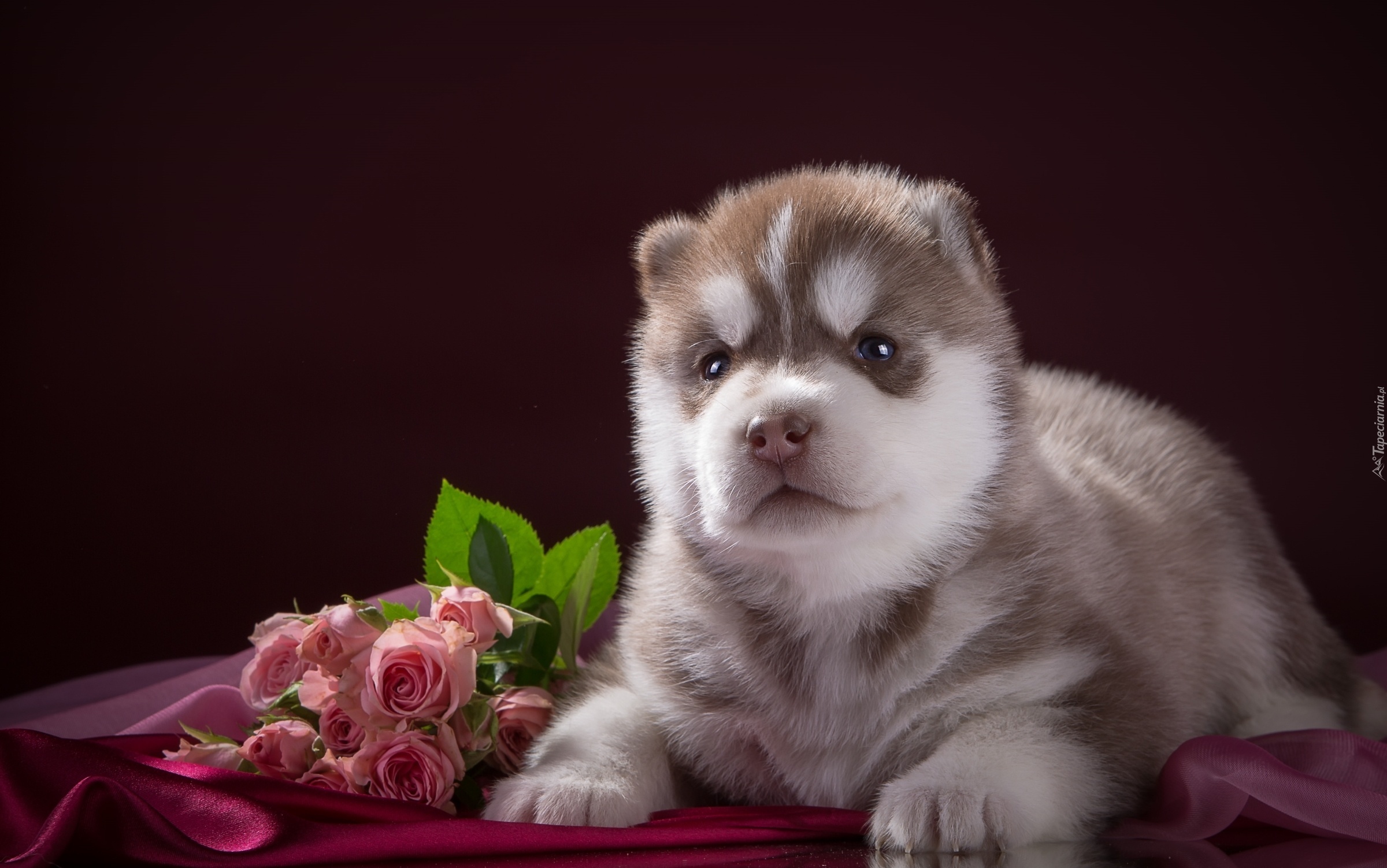 Słodki, Szczeniak, Siberian Husky